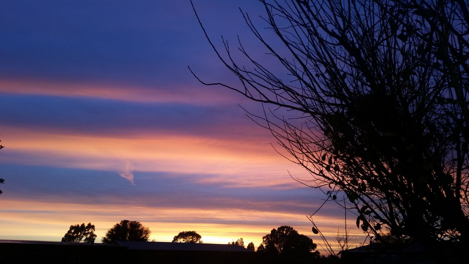 Samsung Galaxy S5 sample photo. Silhouette, purple, tree photography