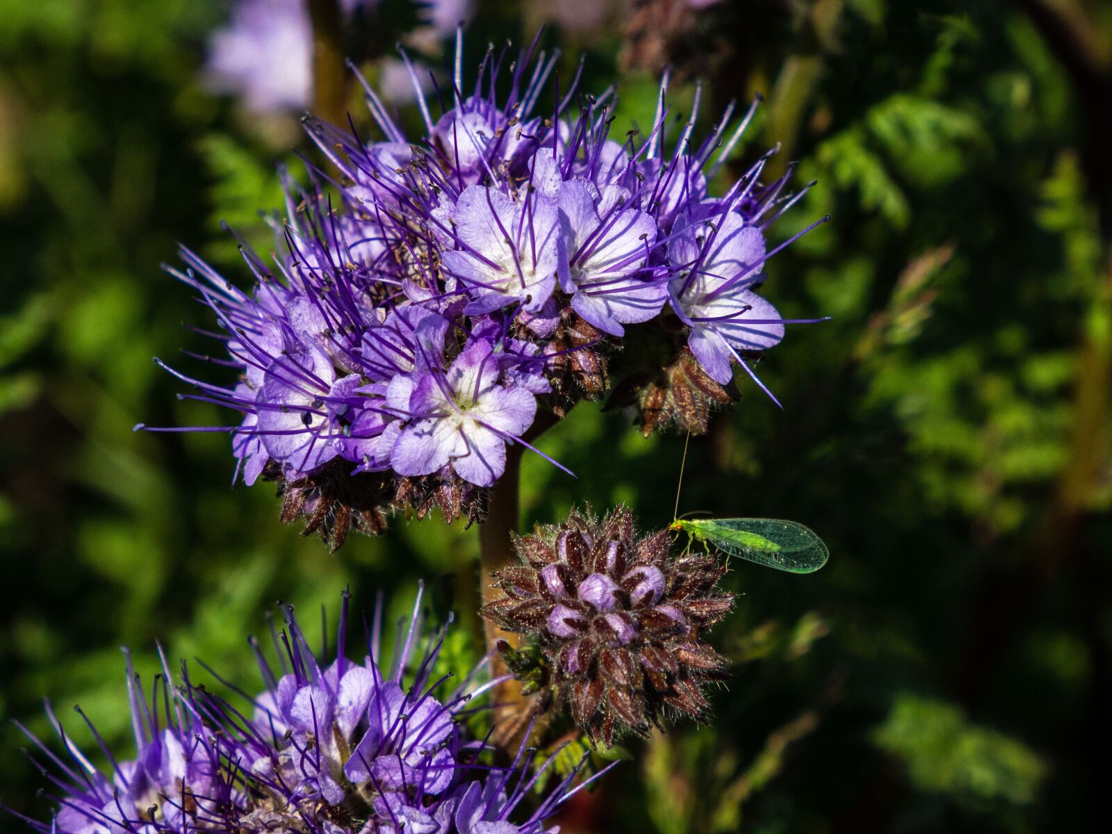 Olympus OM-D E-M10 III sample photo. Plant, flower, insect photography