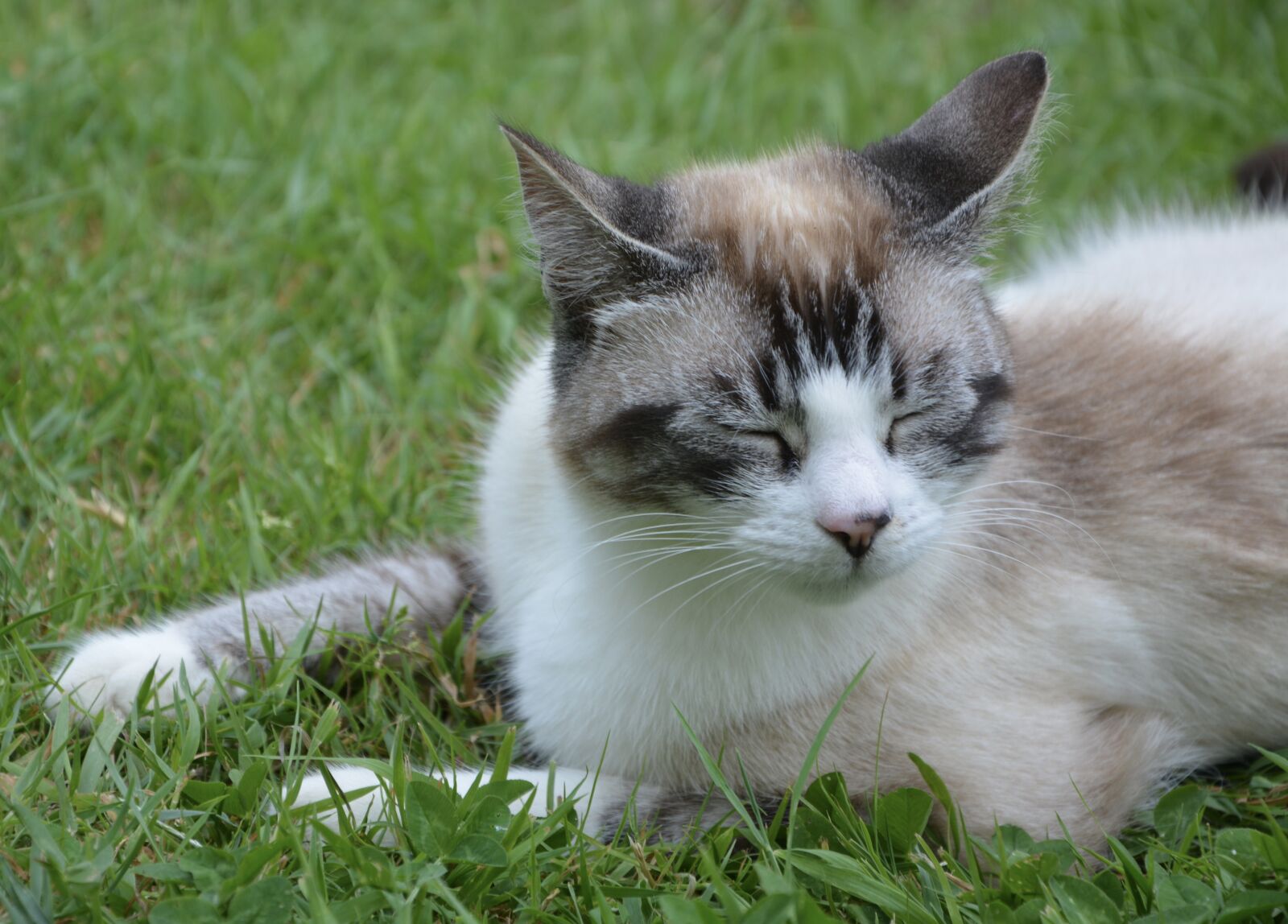 Nikon D5200 sample photo. Cat sleeps, good looking photography