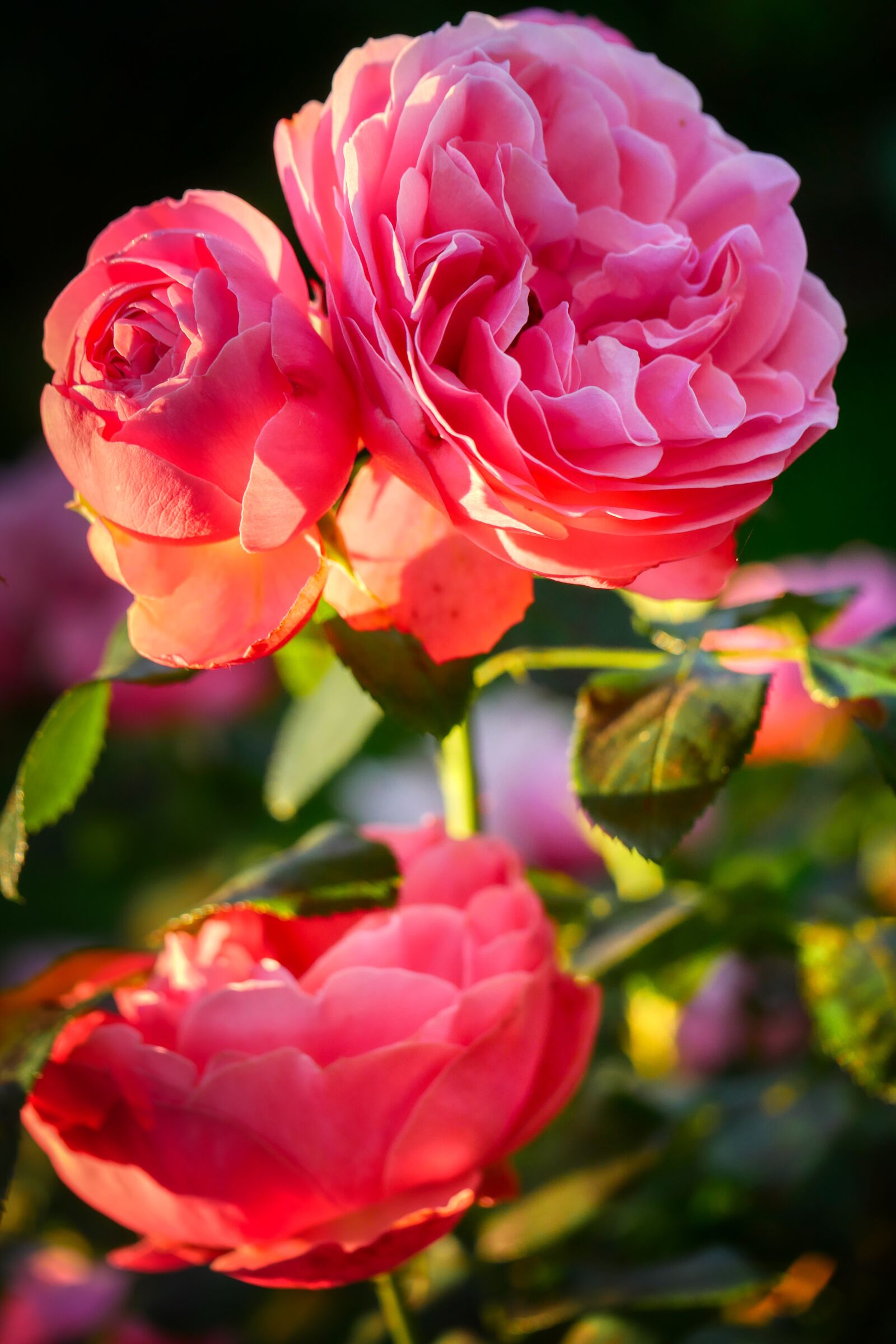 Panasonic Lumix DMC-GX8 sample photo. Rose, nature, plant photography