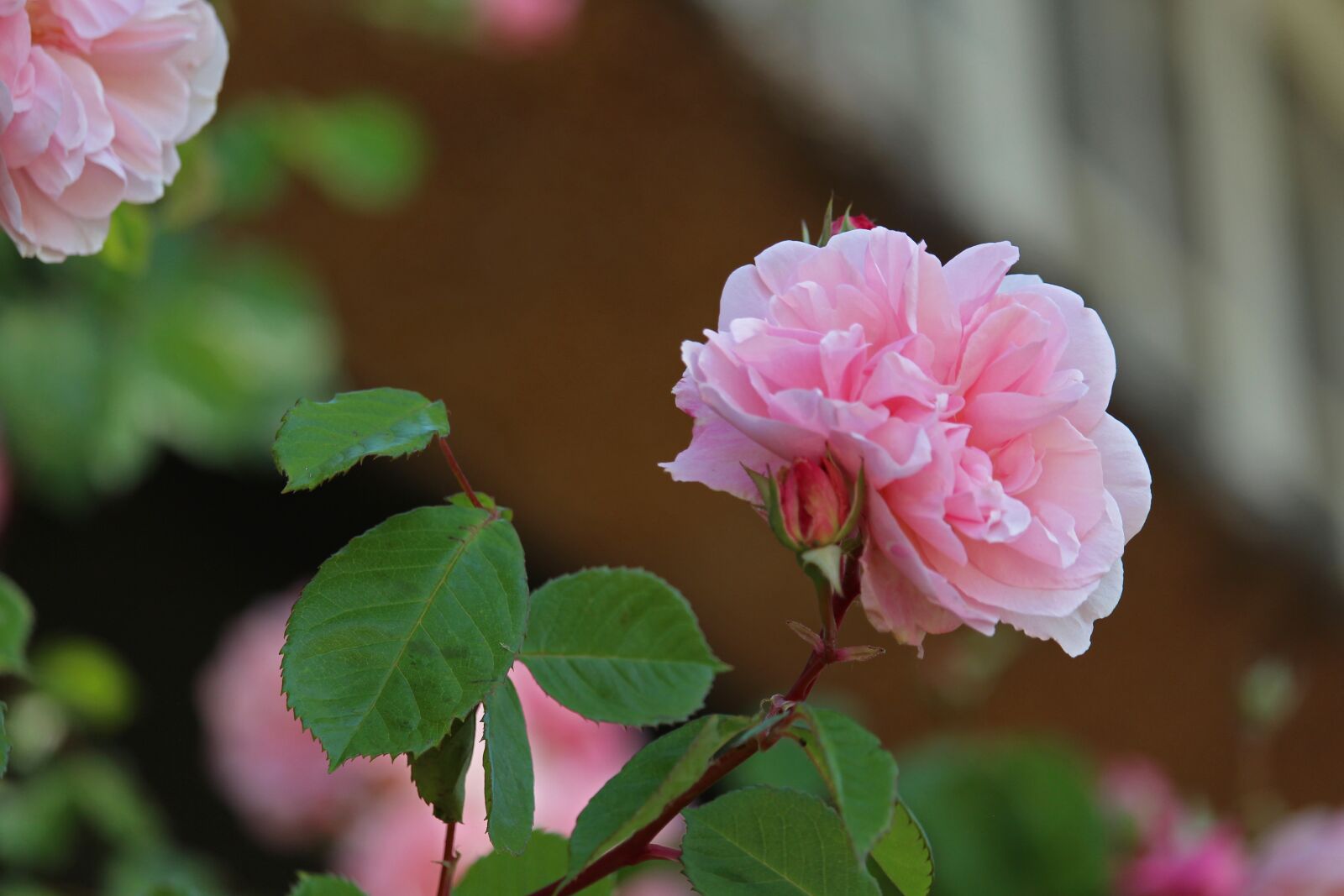 Canon EOS 700D (EOS Rebel T5i / EOS Kiss X7i) sample photo. Rosebush, front yard, thatched photography