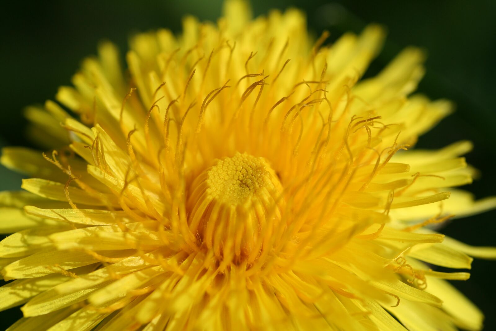 Canon EOS 350D (EOS Digital Rebel XT / EOS Kiss Digital N) sample photo. Dandelion, flower, yellow photography