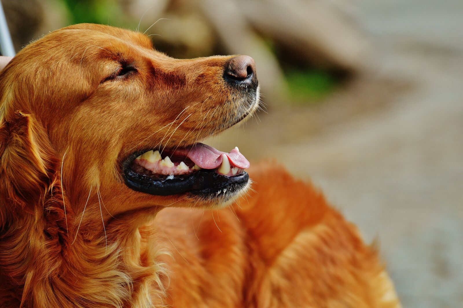Nikon D3200 sample photo. Irish setter, dog, fur photography