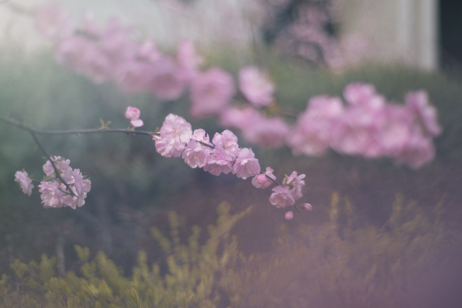 Nikon D750 sample photo. Flower, plant, nature photography