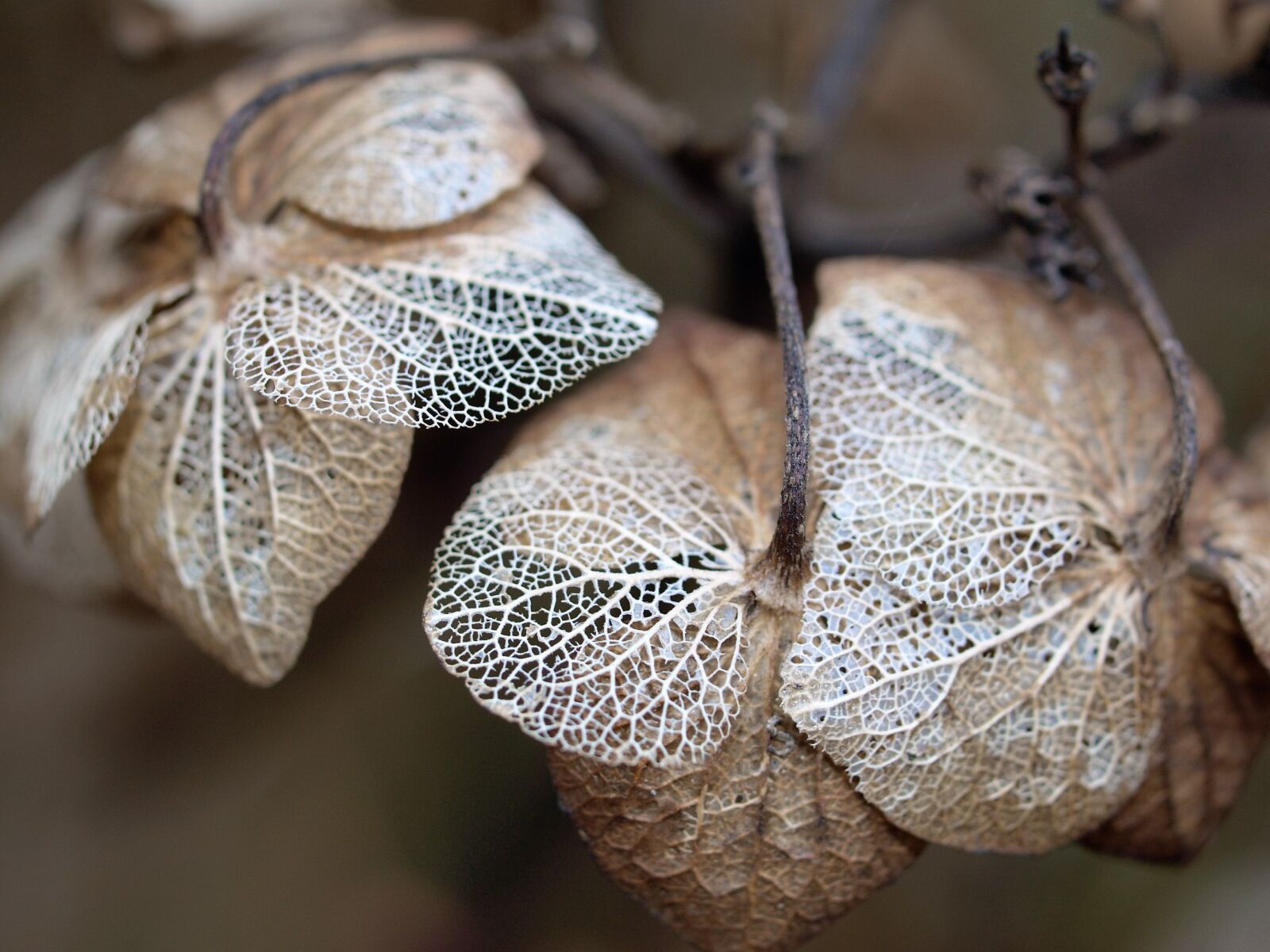 Olympus E-520 (EVOLT E-520) sample photo. Nature, closeup, season photography
