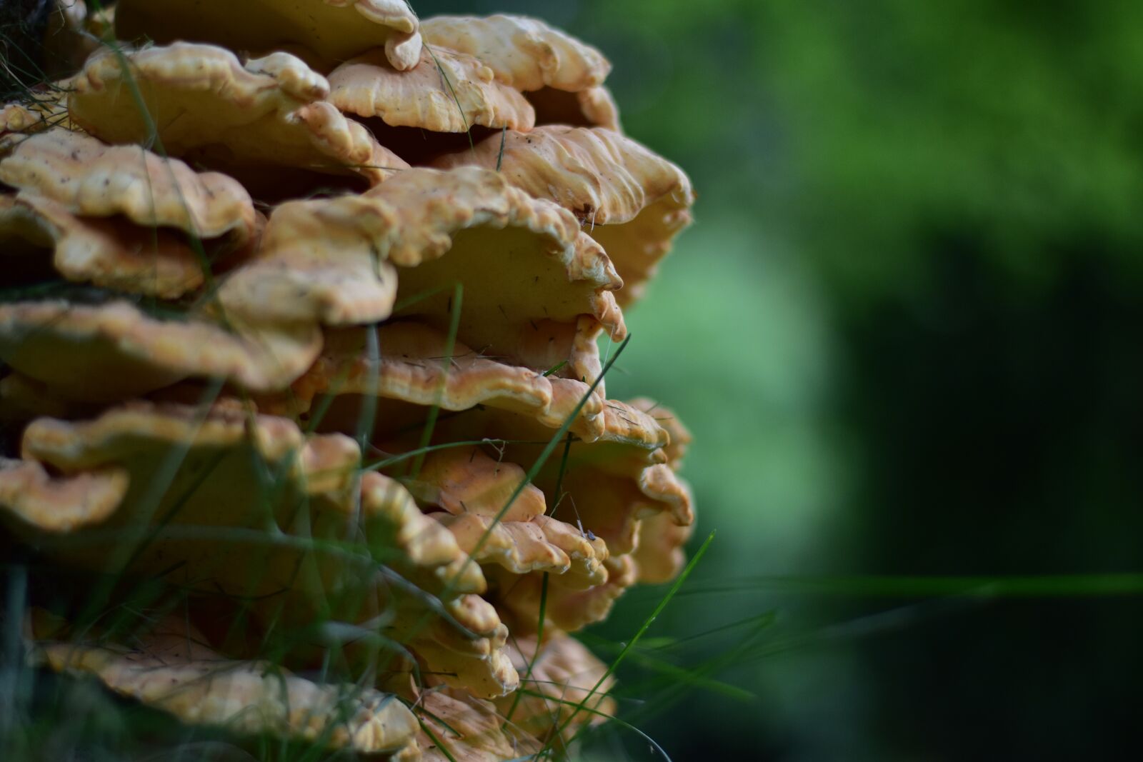 Nikon D3500 sample photo. Mushroom, forest, green photography