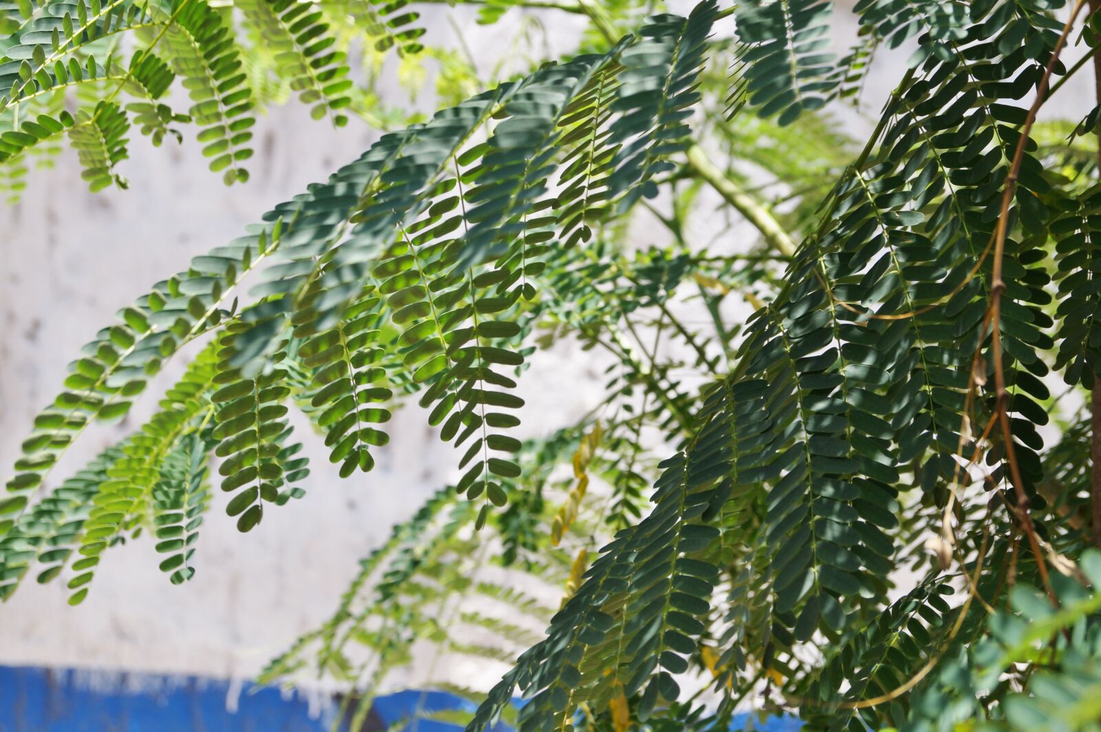Sony SLT-A37 sample photo. Leaves, tree, nature photography