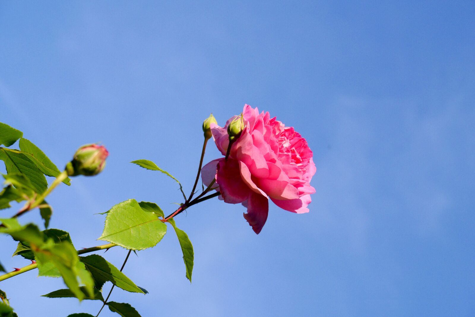 Panasonic Lumix DMC-GH3 sample photo. Rose, sky, blossom photography