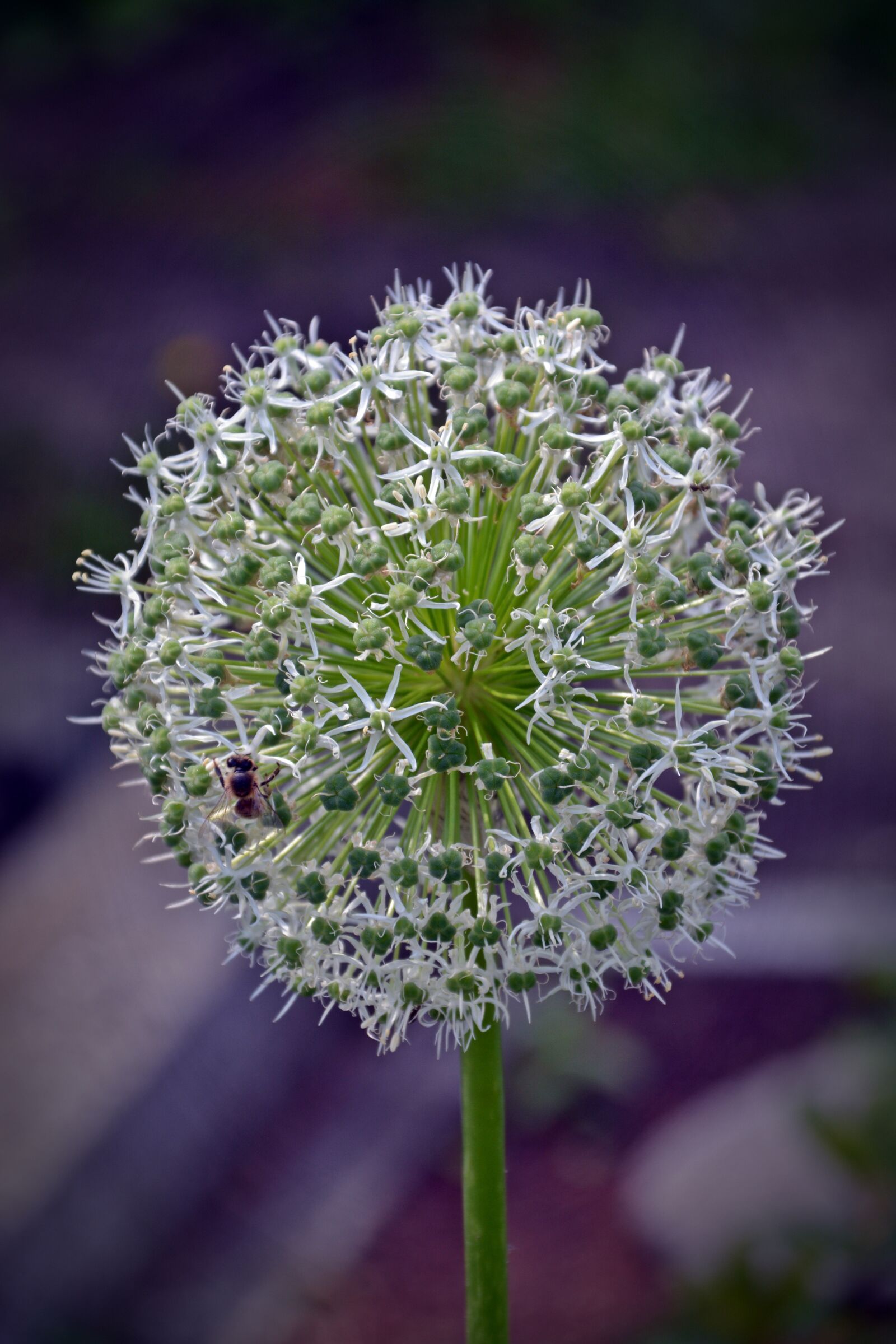 Nikon D5200 sample photo. Blossom, bloom, flower photography