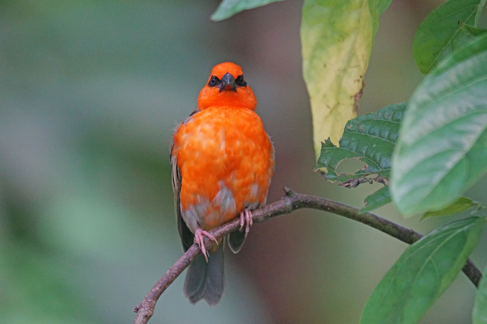 Sony ILCA-77M2 + Sony 70-400mm F4-5.6 G SSM sample photo. Webervogel, madagascar, male photography