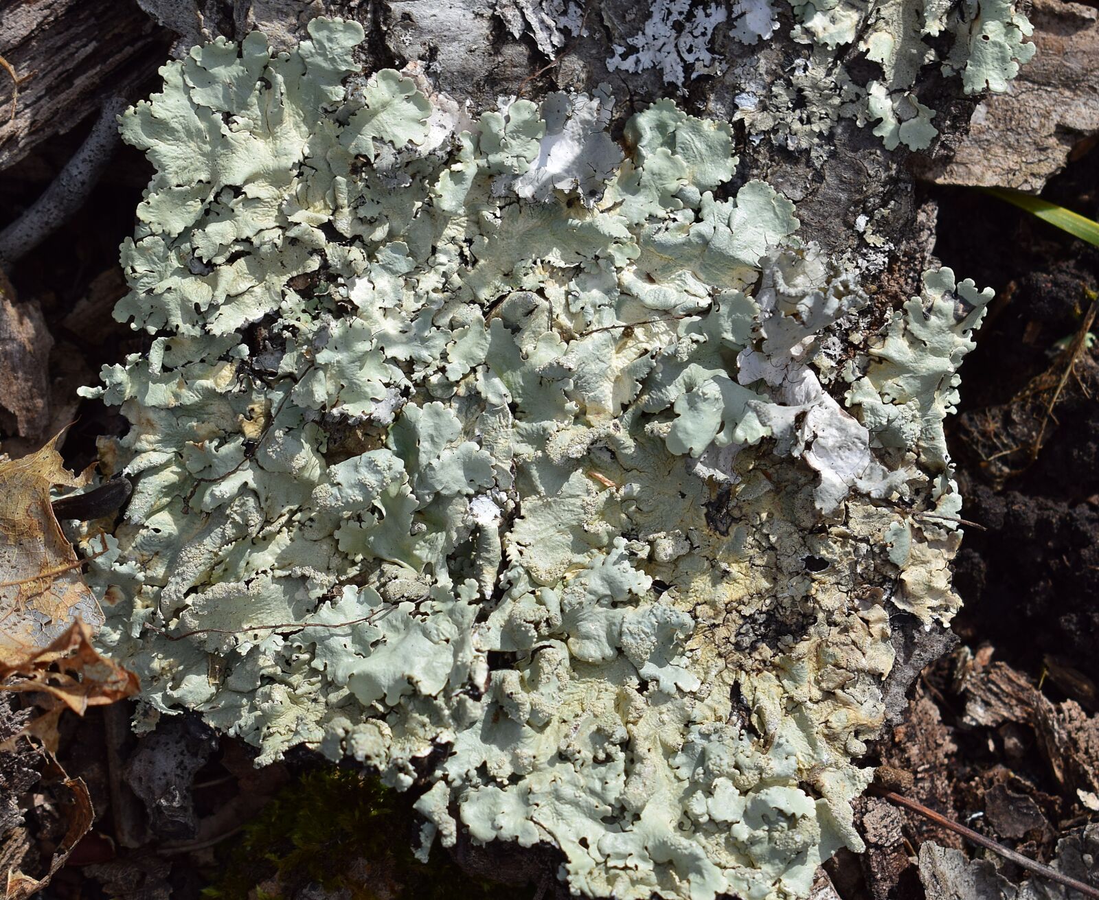 Nikon D3300 sample photo. Lichens on forest floor photography