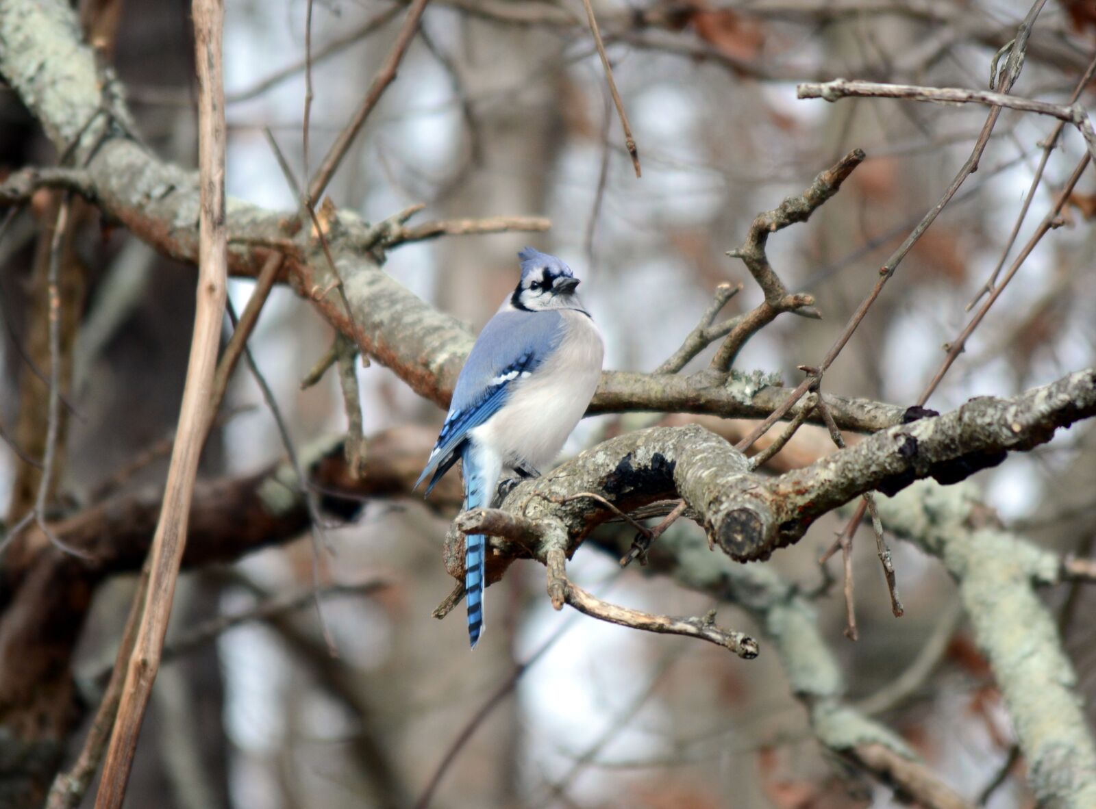 Nikon D5200 sample photo. Animal, bird, blue photography