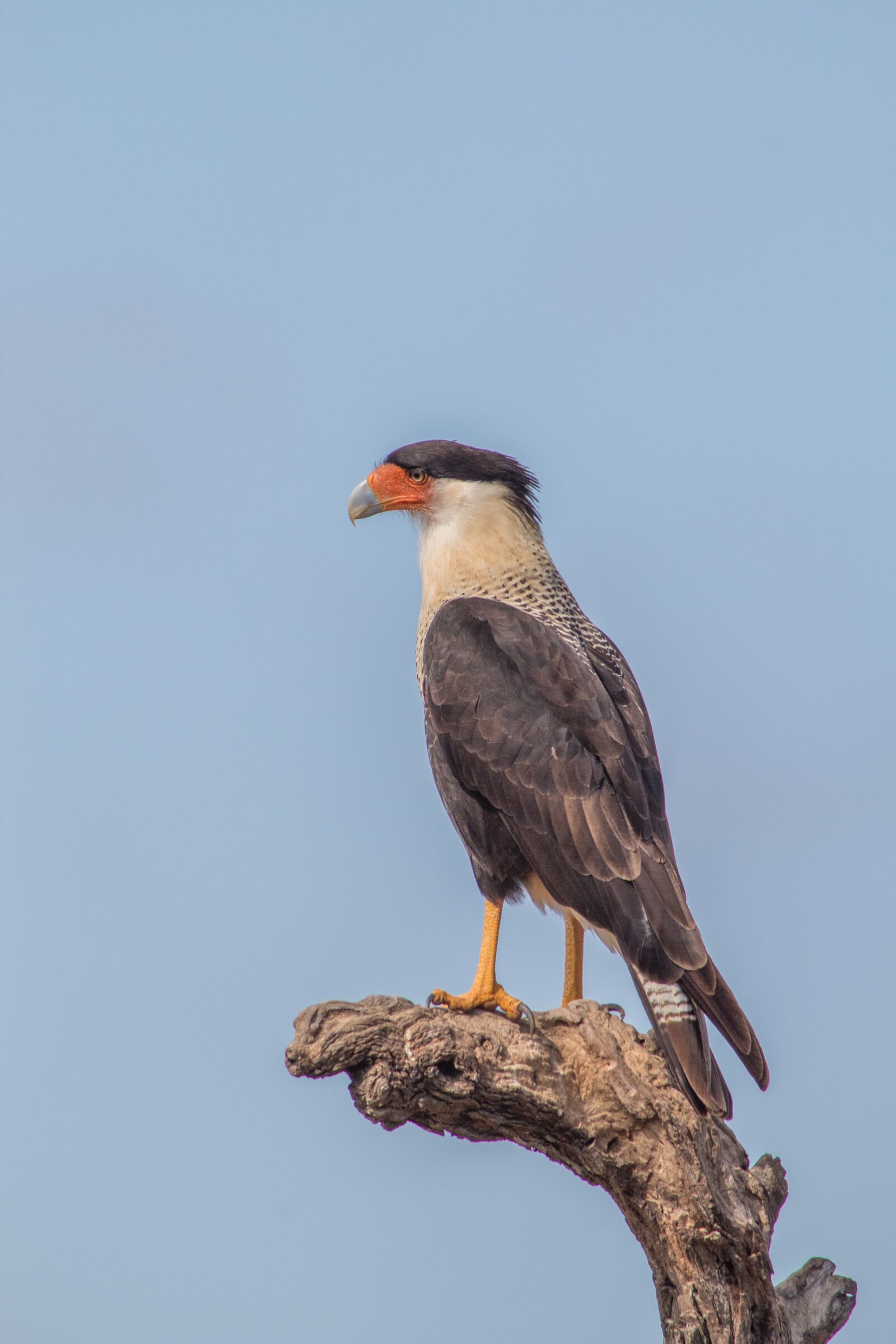 Canon EOS 1300D (EOS Rebel T6 / EOS Kiss X80) sample photo. Bird, crested caracara, mexican photography