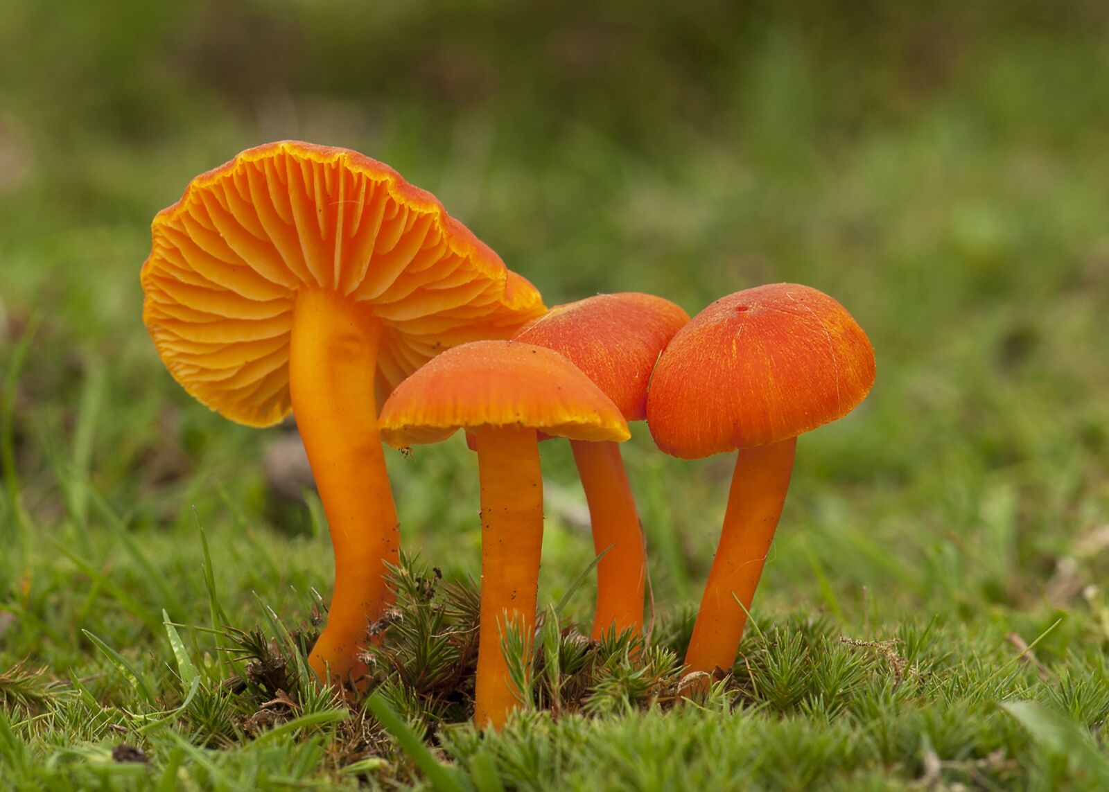 Nikon D200 sample photo. Fungus, mushroom, fall photography