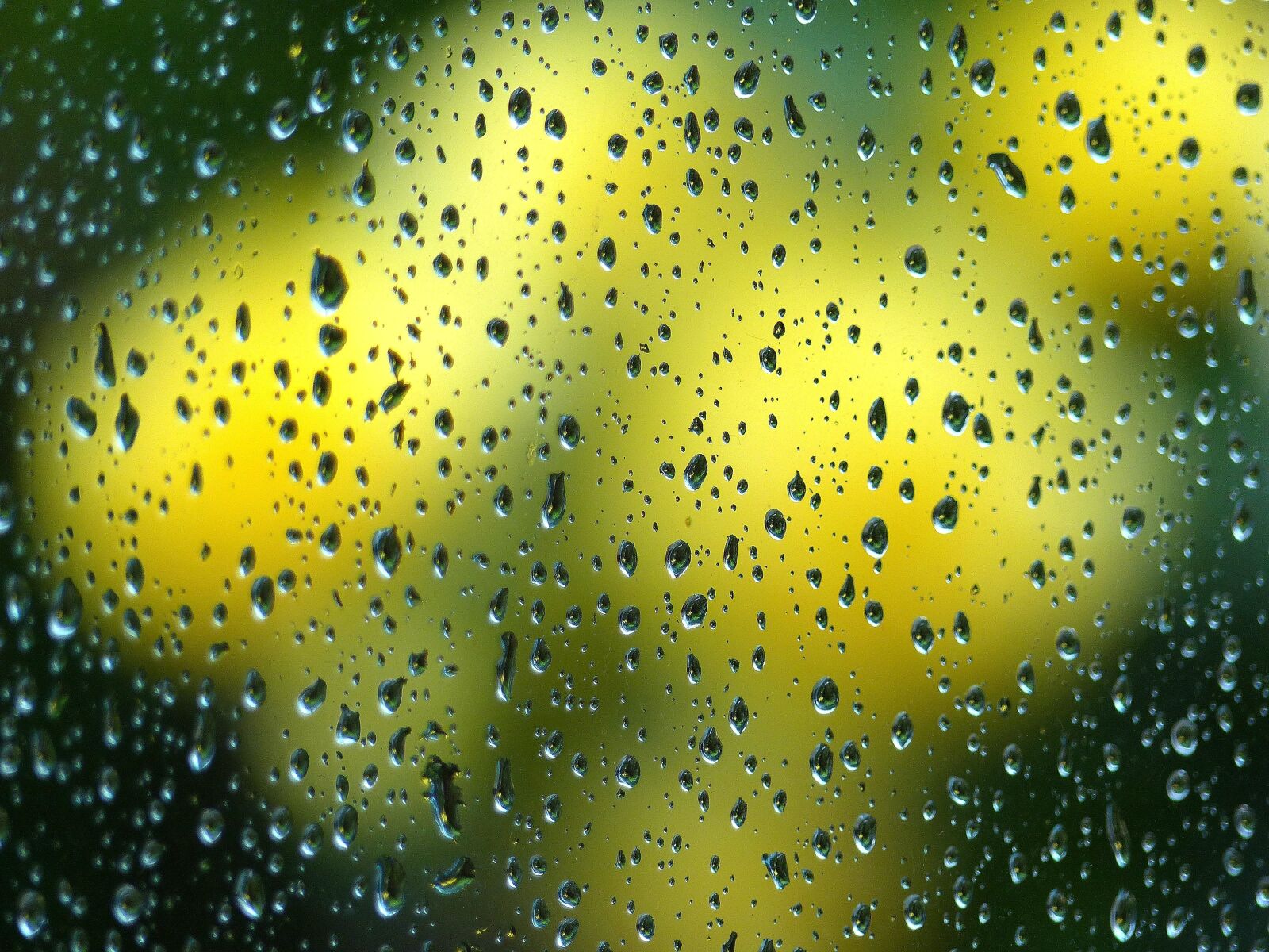 Panasonic Lumix DMC-FZ200 sample photo. Rain, rain drops, water photography