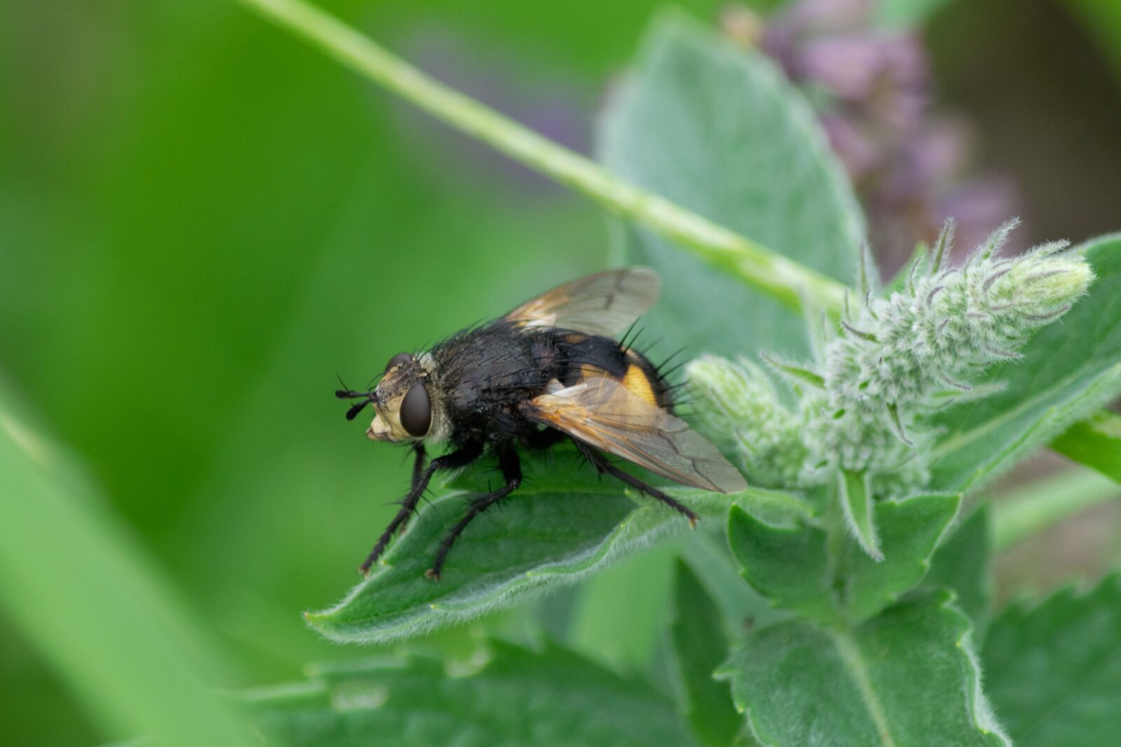 Nikon D3300 sample photo. Fly, macro, insect photography