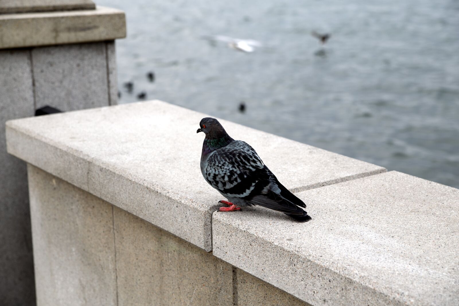 Canon EOS 6D sample photo. Dove, bird, wild pigeons photography
