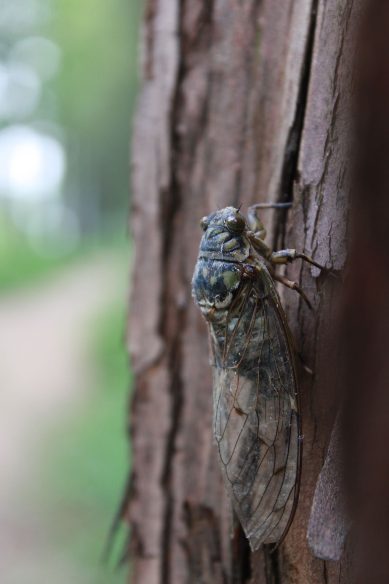 Canon EOS 500D (EOS Rebel T1i / EOS Kiss X3) sample photo. Cicada, wood, insects photography
