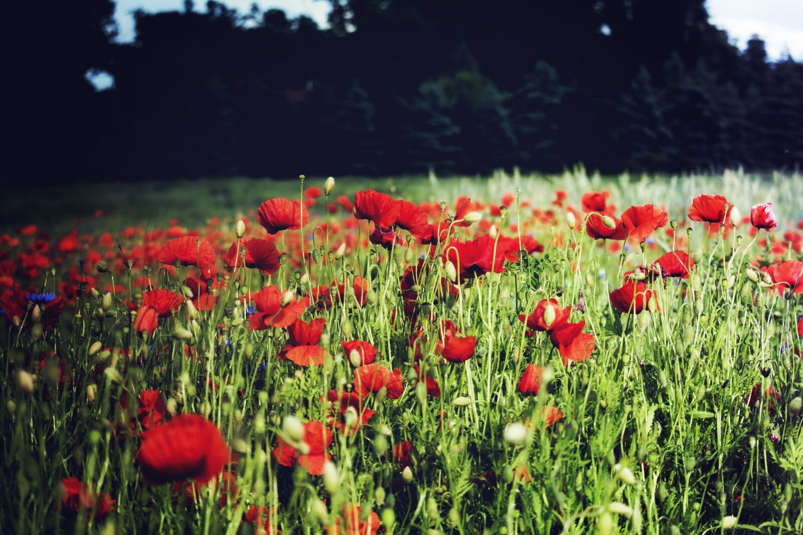 Canon EOS 700D (EOS Rebel T5i / EOS Kiss X7i) sample photo. Poppies, meadow, field photography