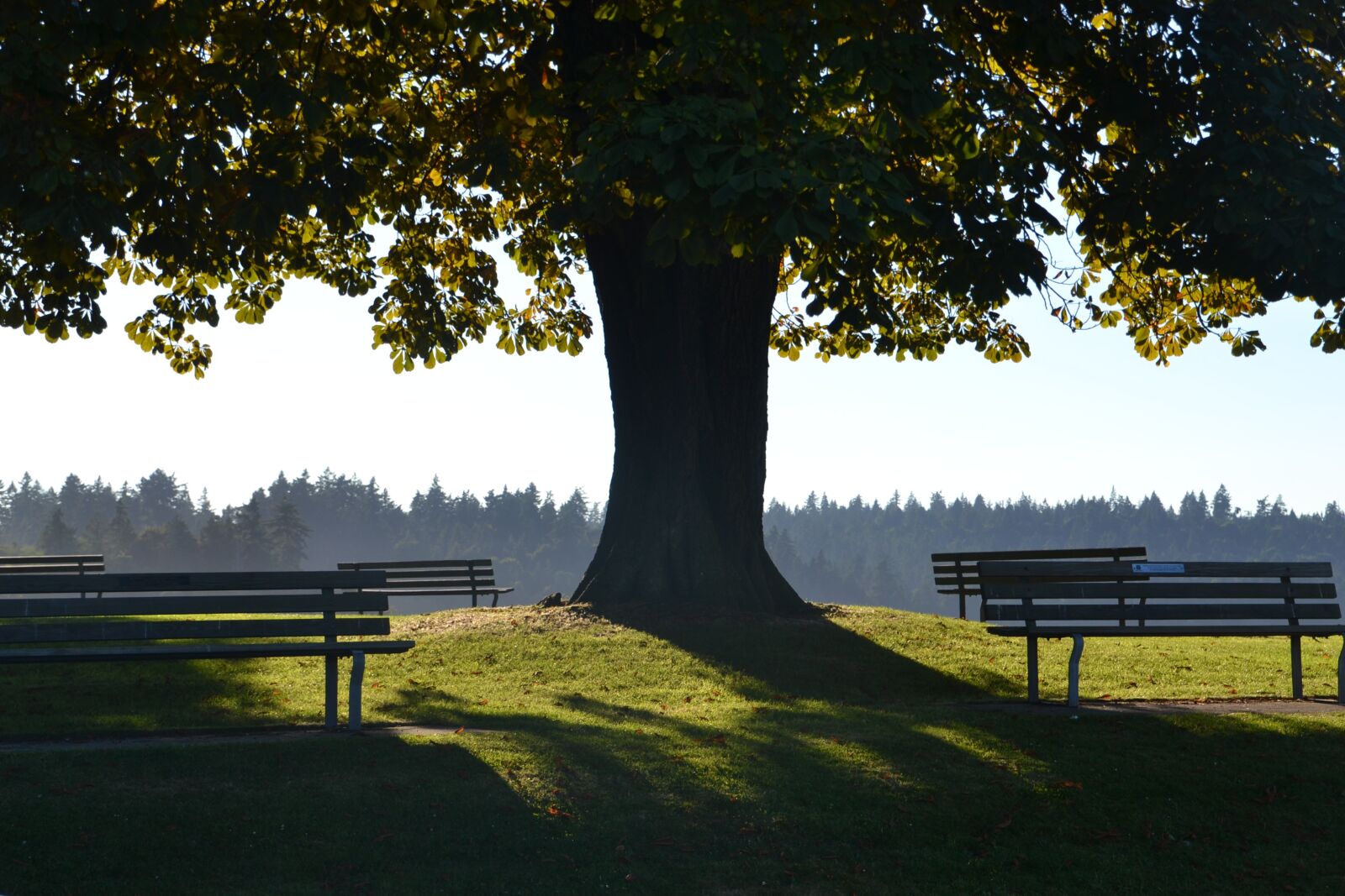 Nikon D3100 sample photo. Tree, shade, nature photography