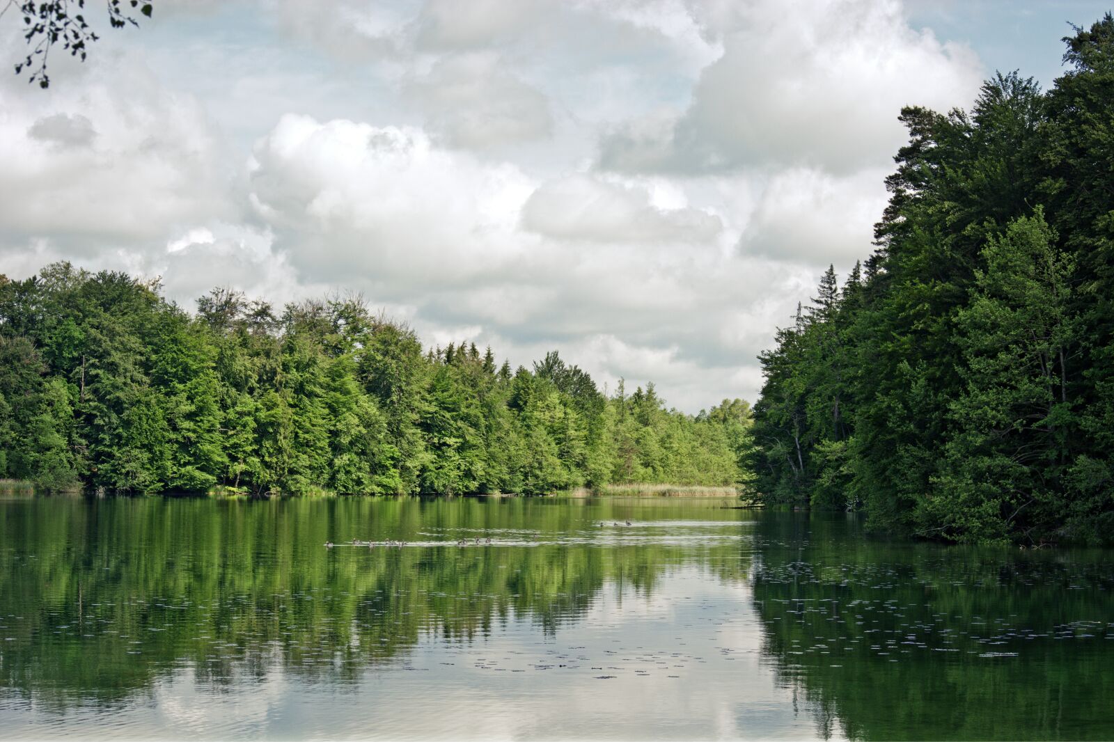 55.0-200.0mm f/4.0-f/5.6 sample photo. Lake, forest, trees photography