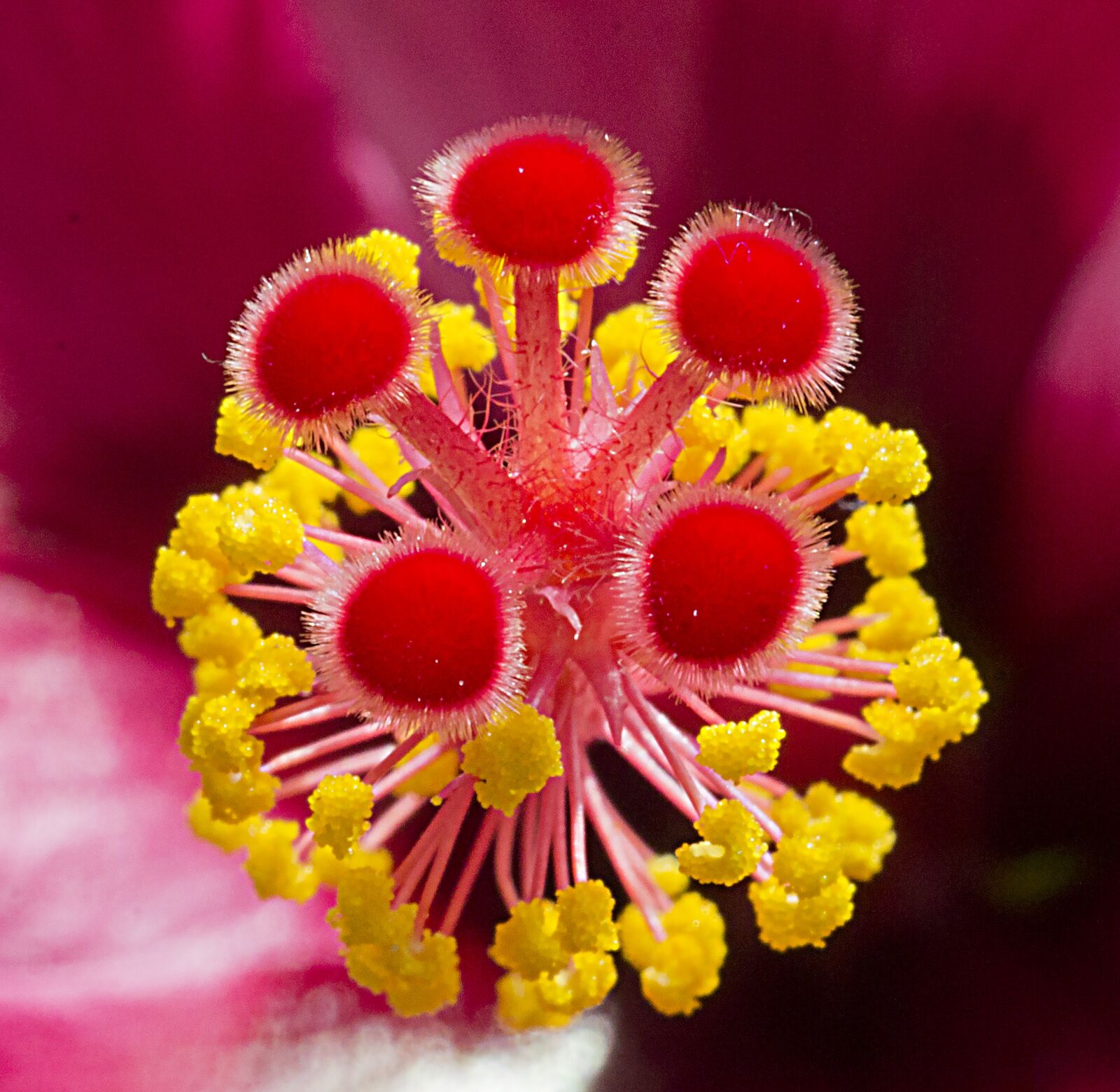 Canon EOS 600D (Rebel EOS T3i / EOS Kiss X5) sample photo. Hibiscus, pestle, flower photography