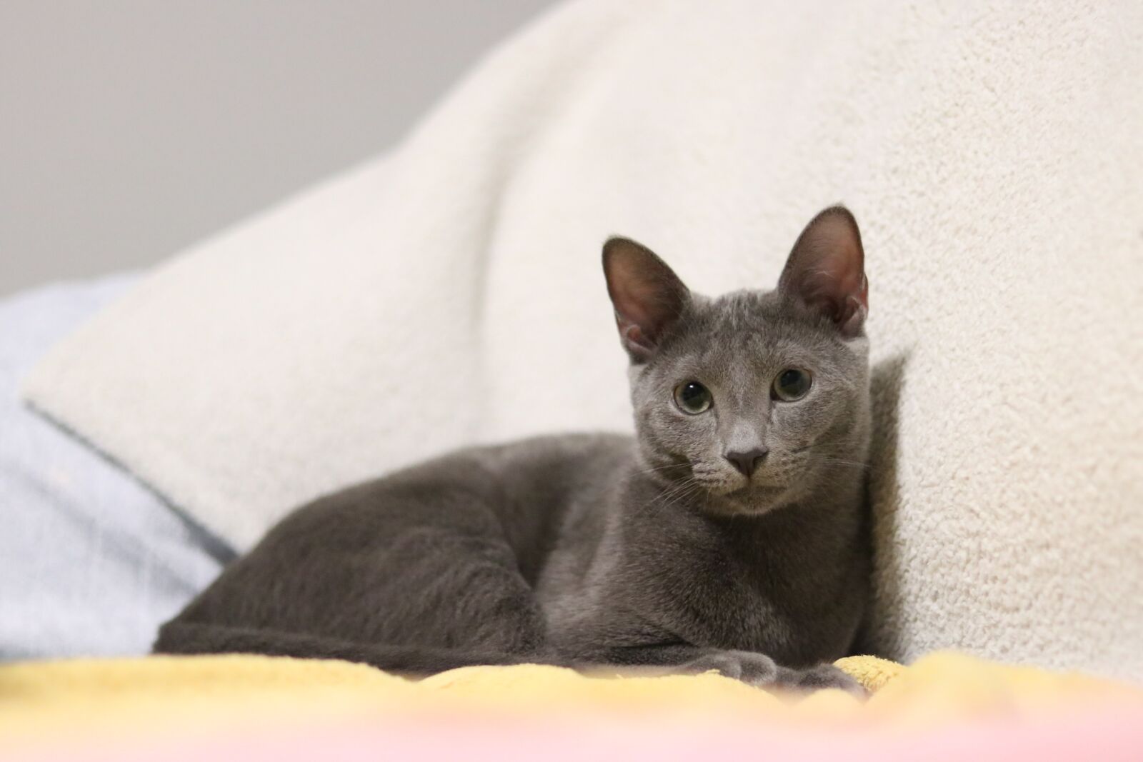 Canon EOS 80D sample photo. Cat, russian blue, kitty photography