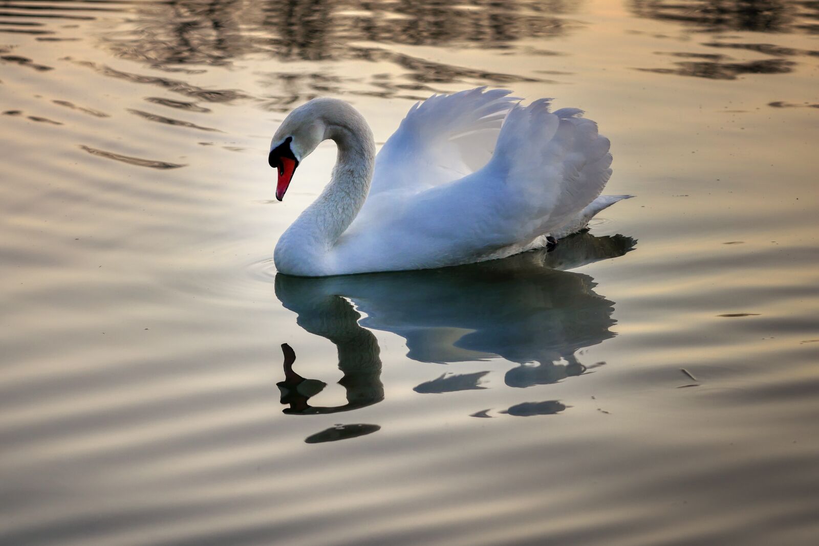 Panasonic Lumix DMC-GX8 sample photo. Swan, lake, water photography