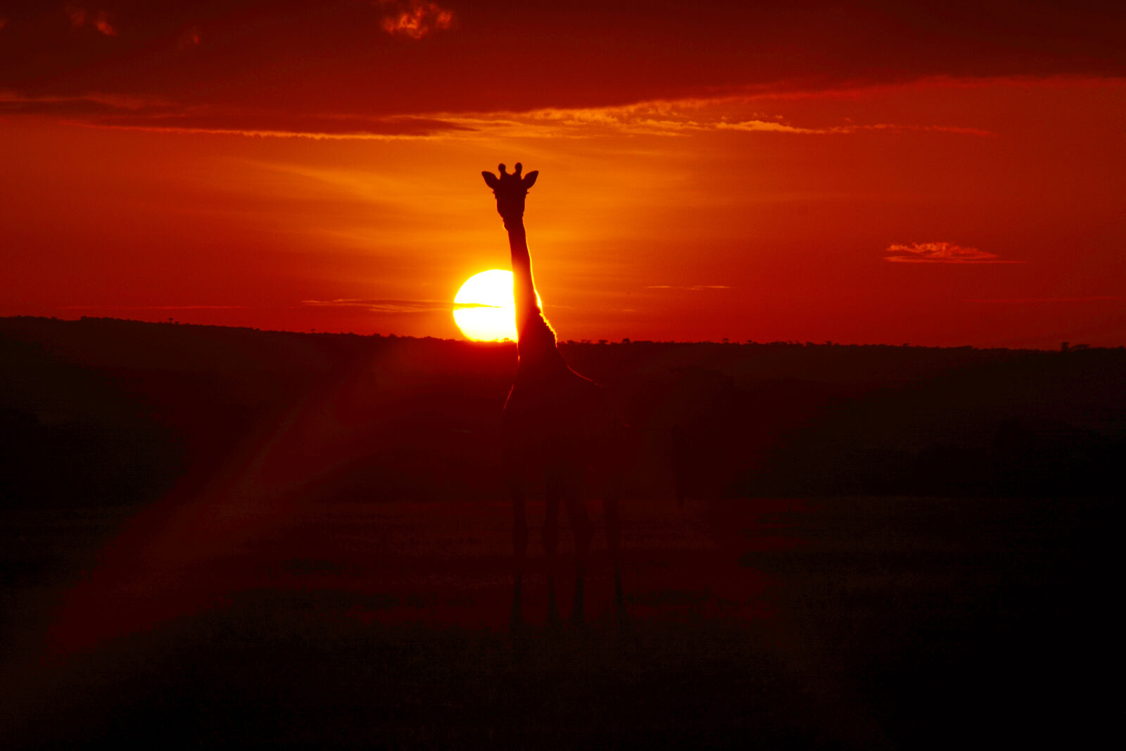 Nikon AF-S DX Nikkor 55-200mm F4-5.6G VR sample photo. Giraffe, sunrise photography