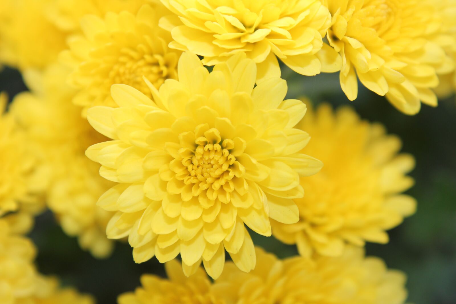 Canon EOS 550D (EOS Rebel T2i / EOS Kiss X4) sample photo. Yellow, flower, garden photography