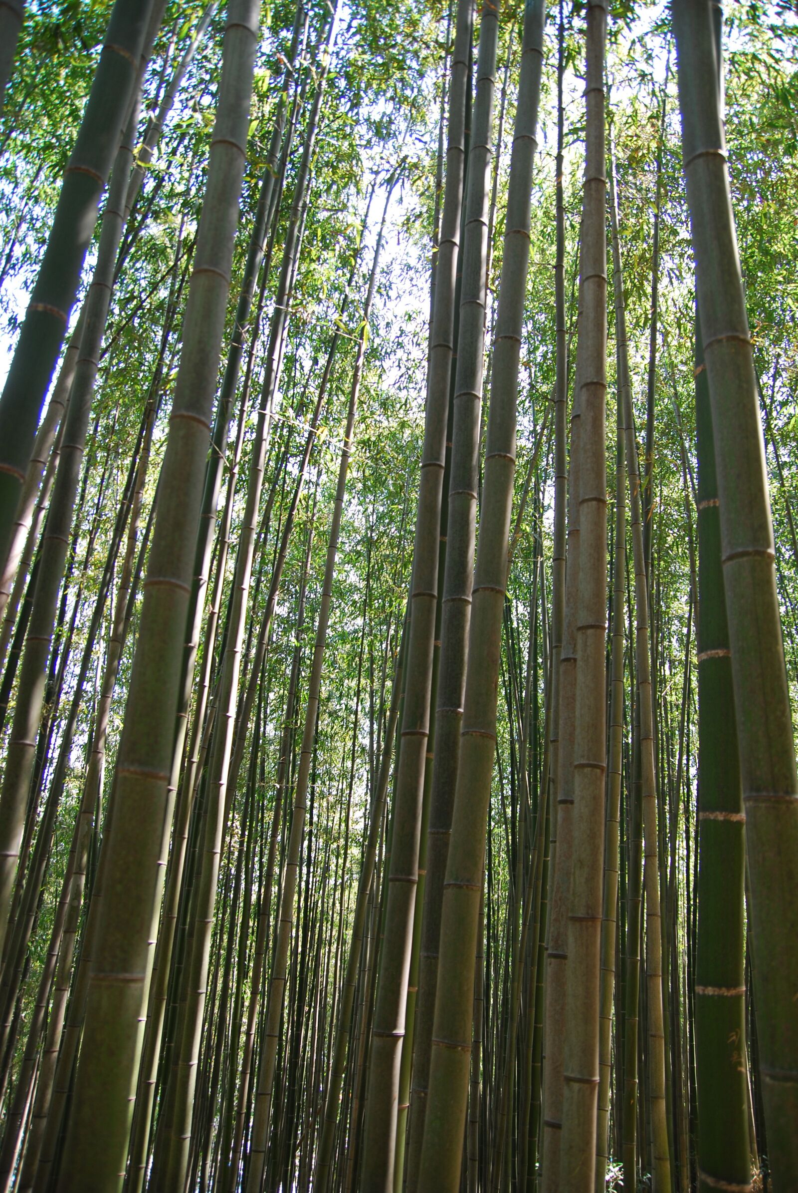 Nikon D80 sample photo. Bamboo, nature, bamboo forest photography