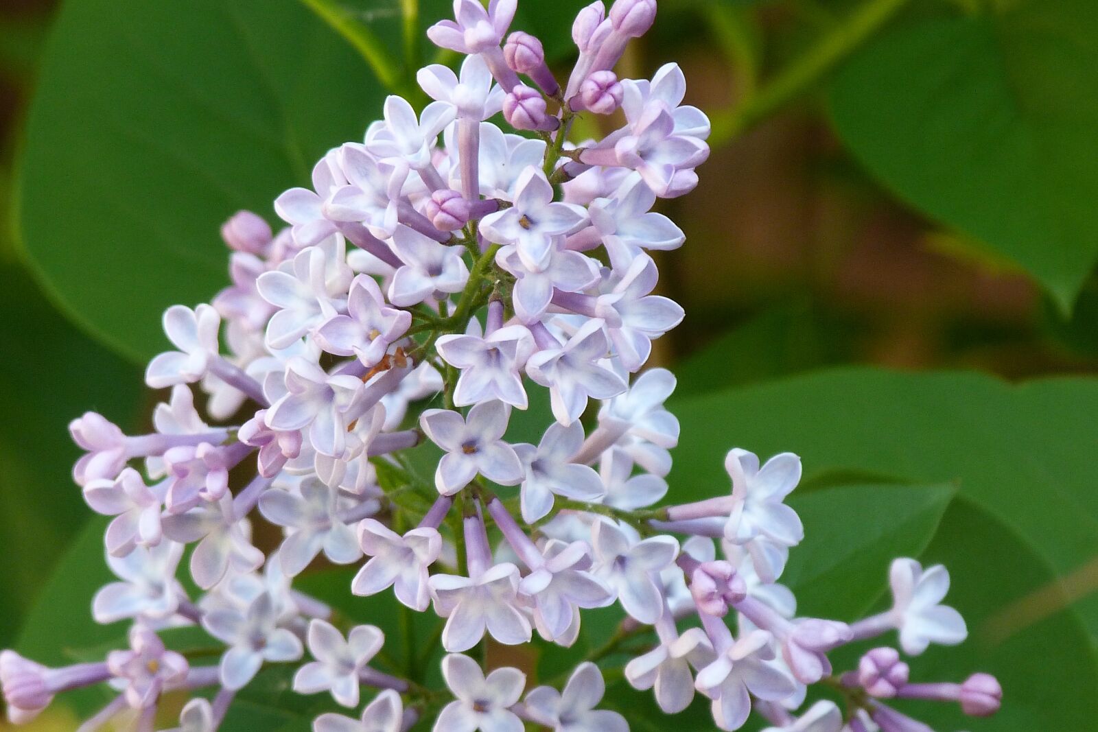 Panasonic Lumix DMC-FZ40 (Lumix DMC-FZ45) sample photo. Syringa vulgaris, lilac, pale photography