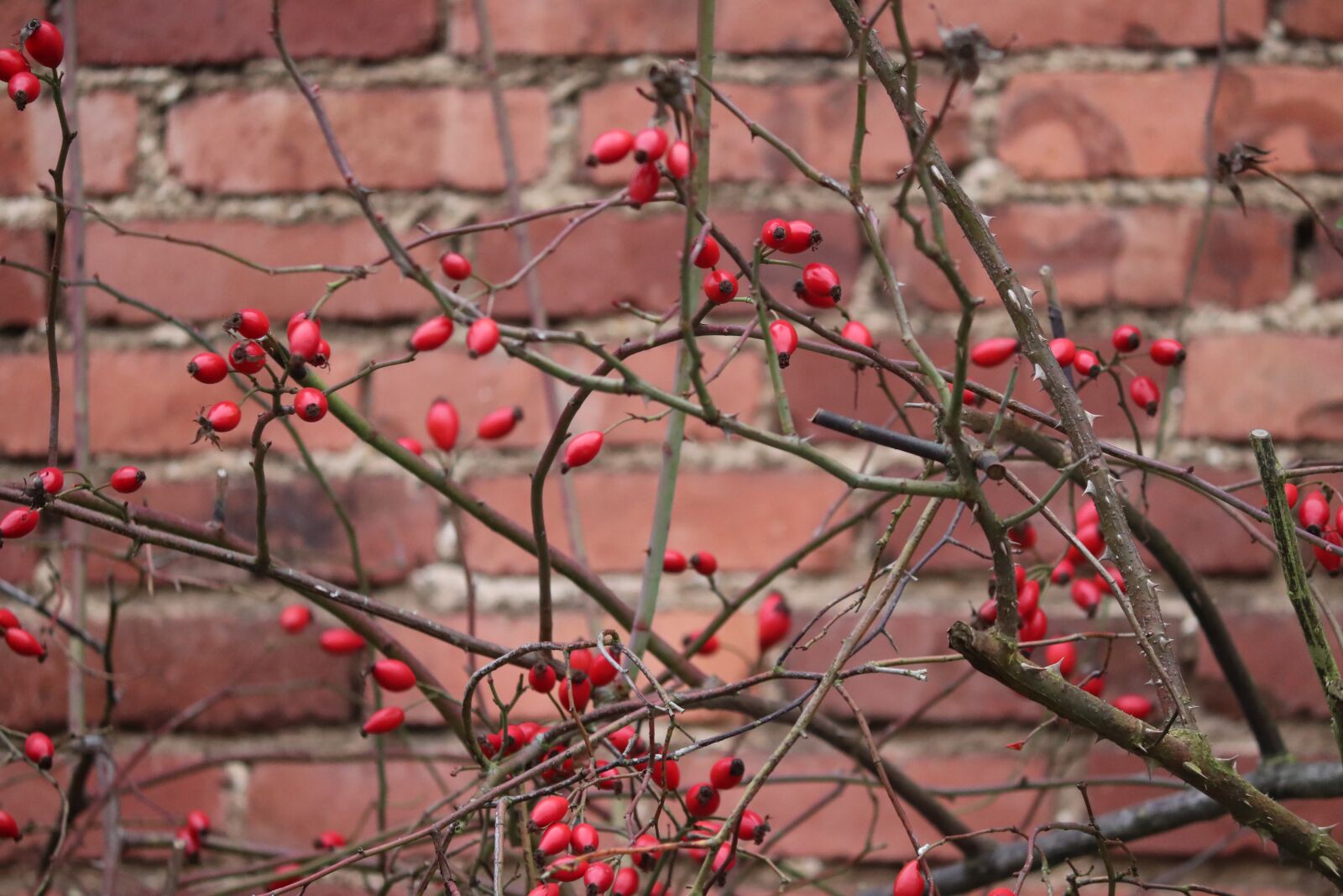 Canon EOS 200D (EOS Rebel SL2 / EOS Kiss X9) sample photo. Rose hip, bush, rosebush photography