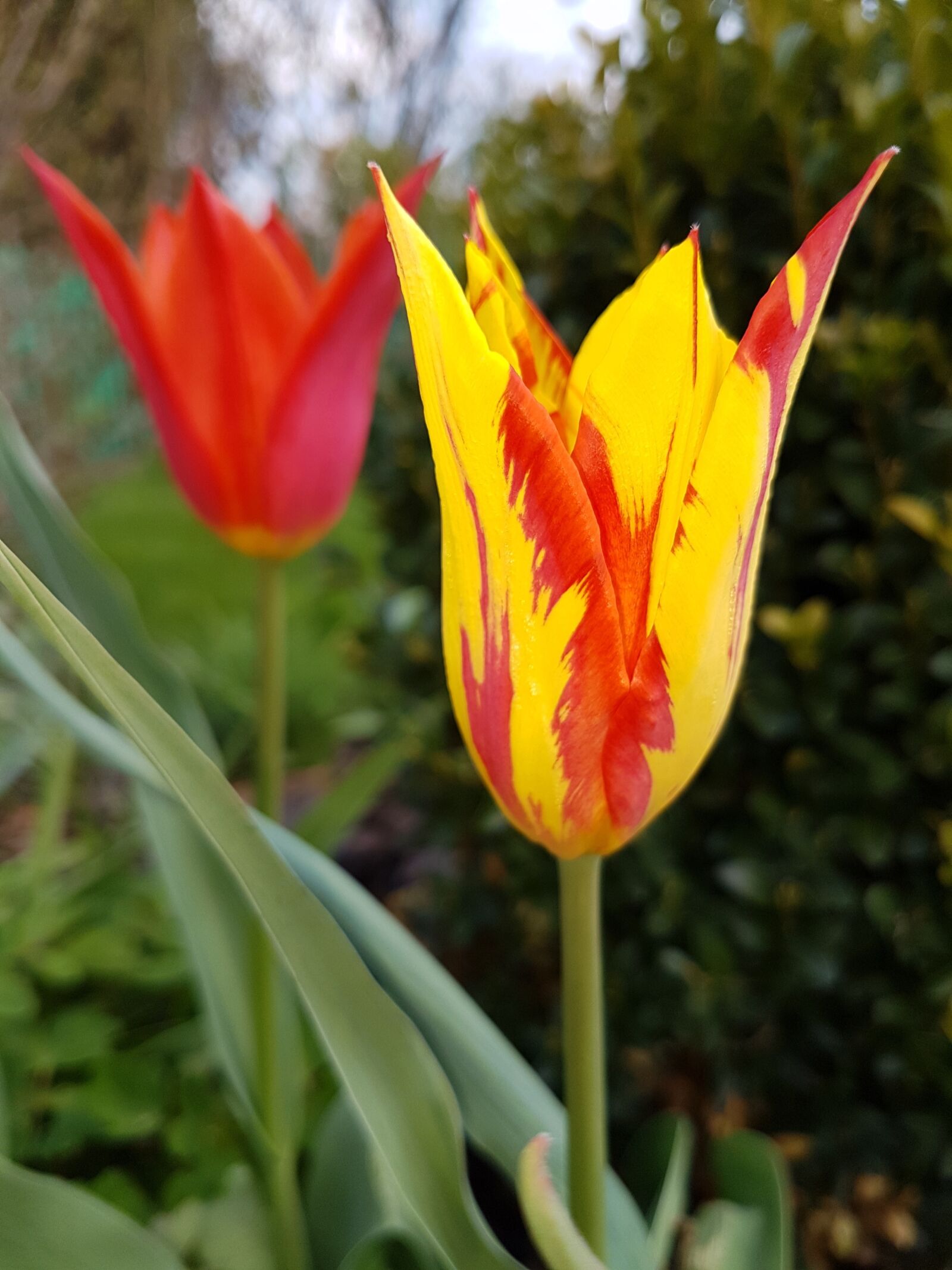 Samsung Galaxy S7 sample photo. Flowers, spring, tulips photography