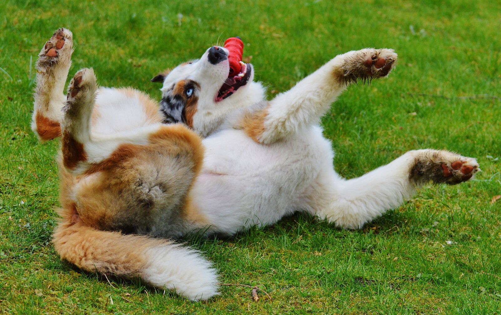 Nikon D3200 sample photo. Dog, play, meadow photography