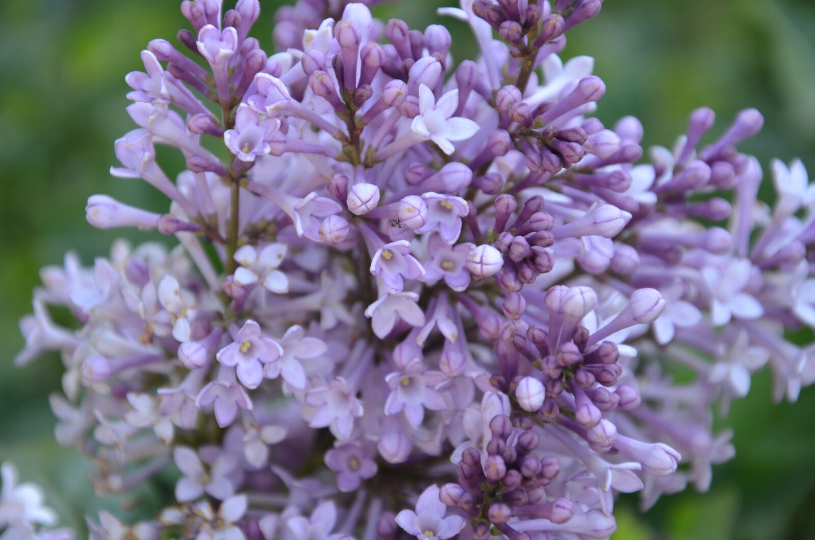 Nikon D5100 sample photo. Lilac, purple, spring photography