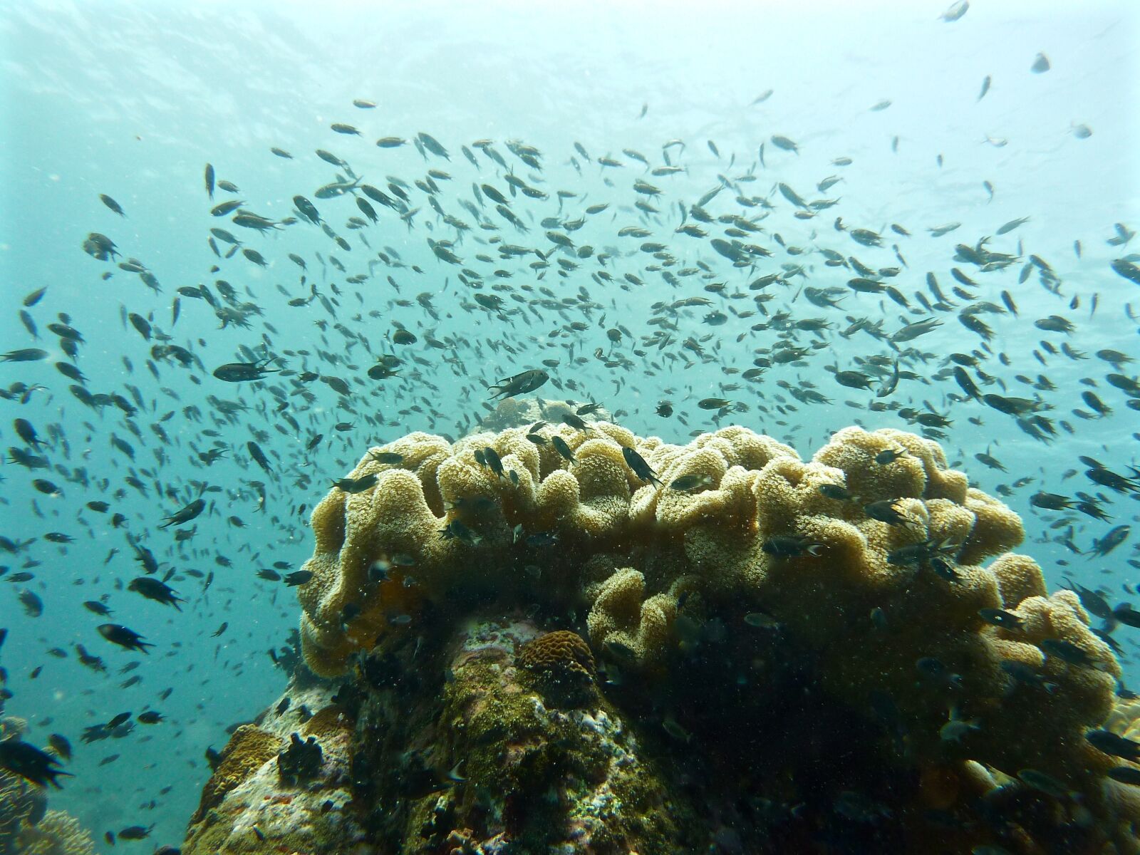 Panasonic DMC-TZ7 sample photo. Sea, scuba diving, reefs photography