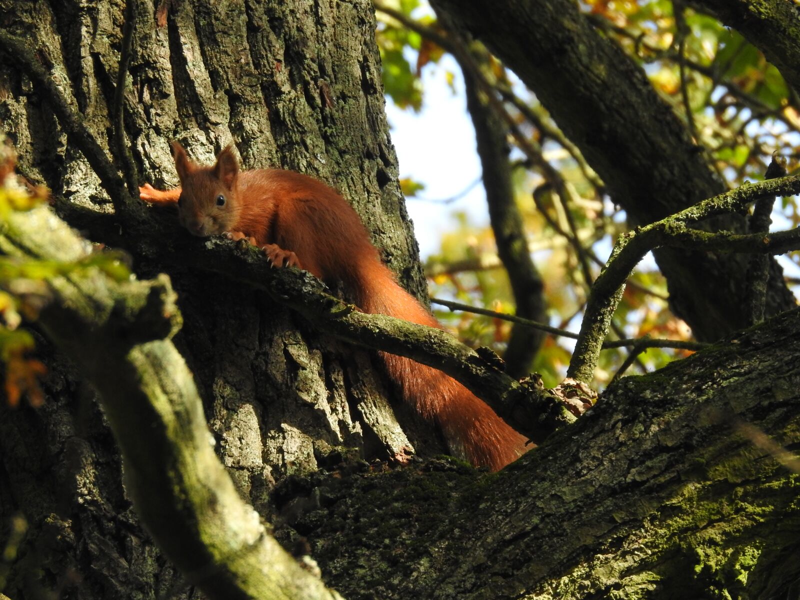 Nikon Coolpix P900 sample photo. Squirrel, nature, tree photography