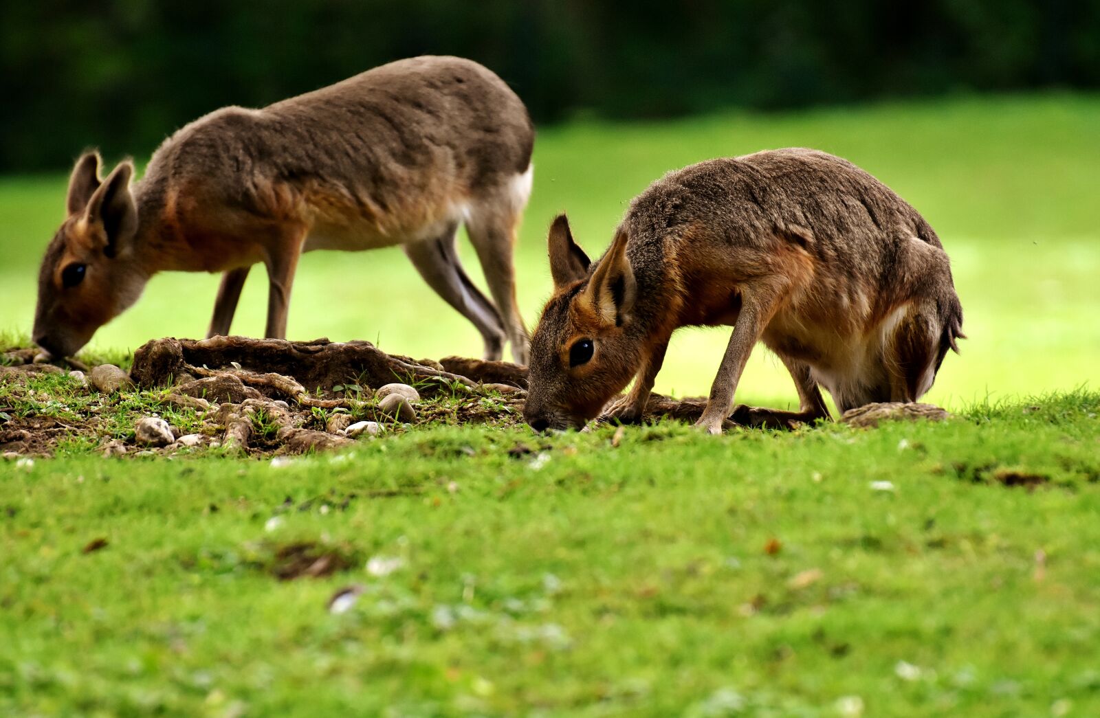 Nikon D7200 sample photo. Mara mammal, wild animal photography