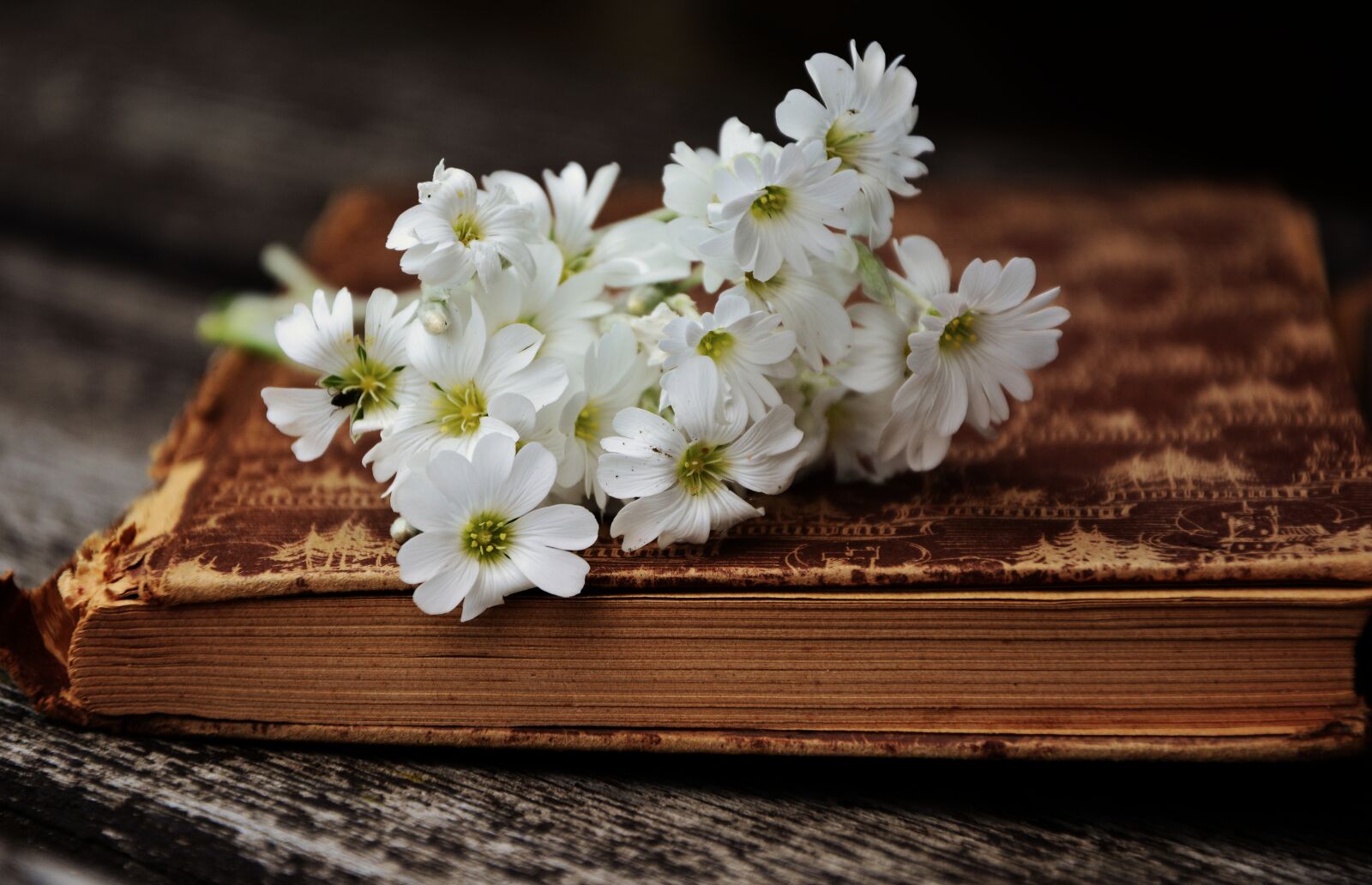 Nikon D5200 sample photo. Book, old book, read photography