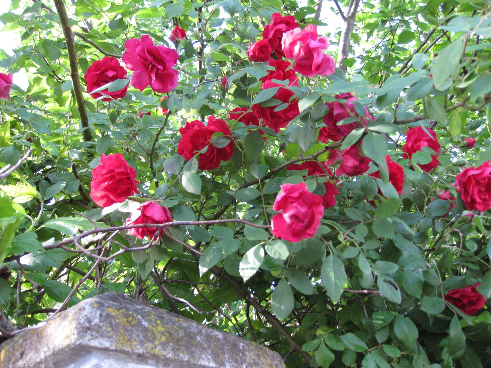 Canon PowerShot SD890 IS (Digital IXUS 970 IS / IXY Digital 820 IS) sample photo. Rose, hedge, nature photography