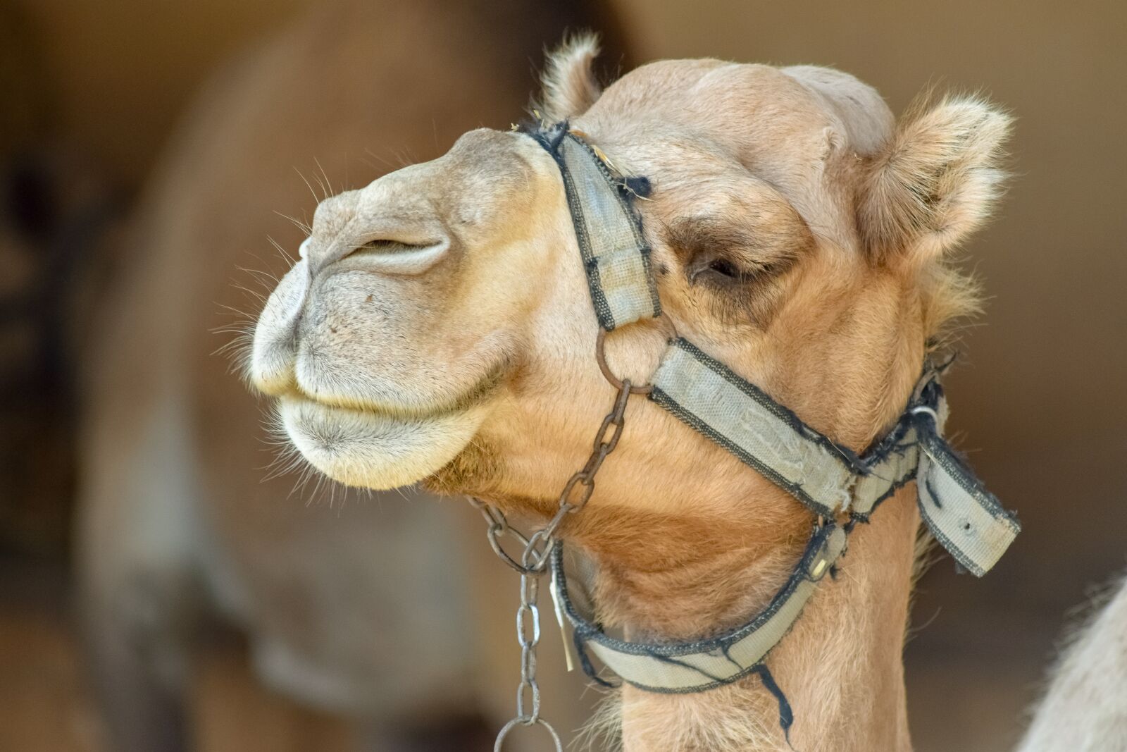 Nikon D3300 sample photo. Camel, head, animal photography