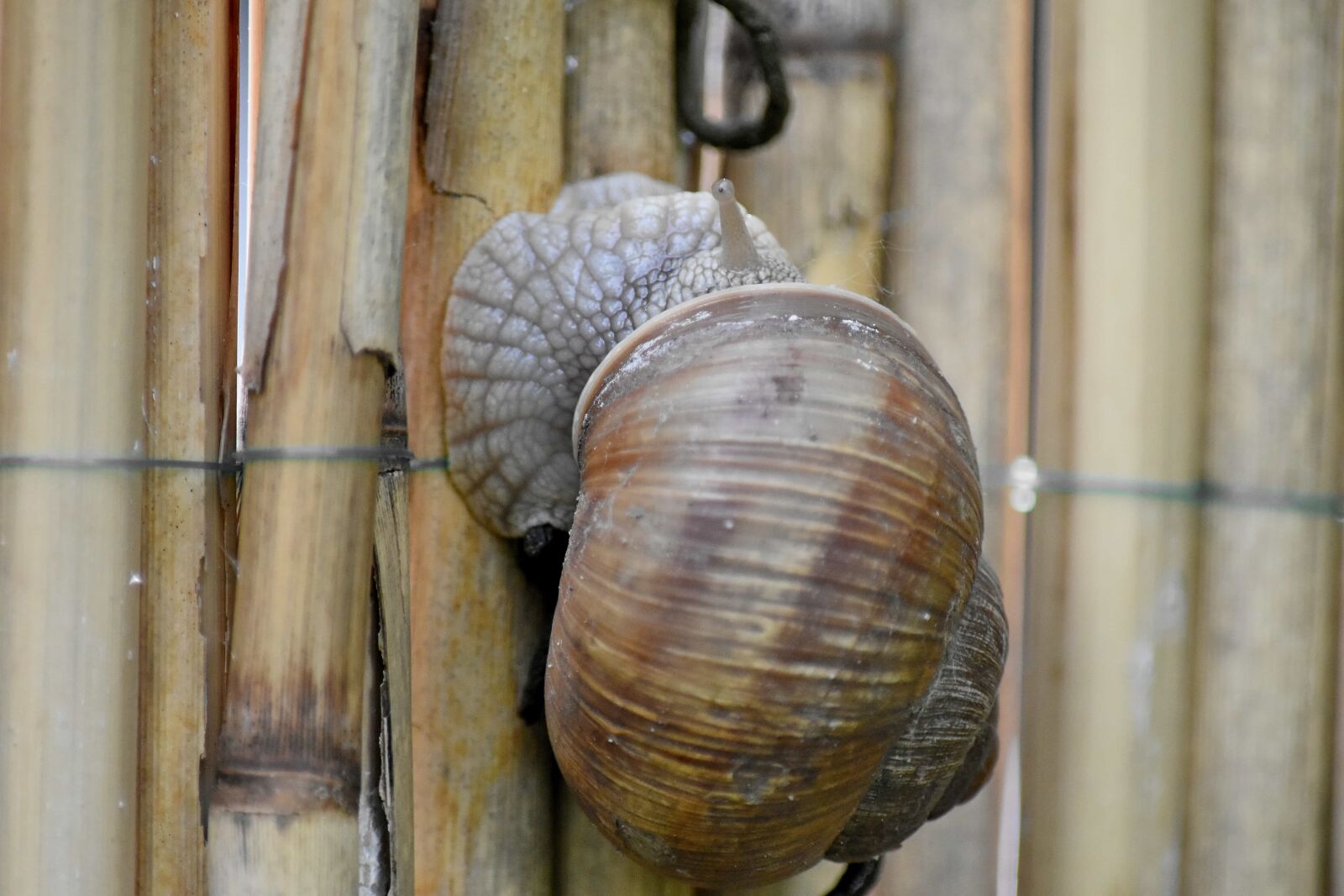 Nikon D5500 sample photo. Head, slim, snail, shell photography