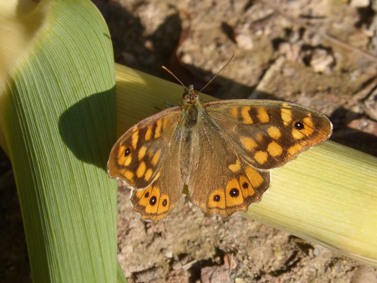 Panasonic DMC-FZ62 sample photo. Butterfly saltacercas, leaf, butterfly photography