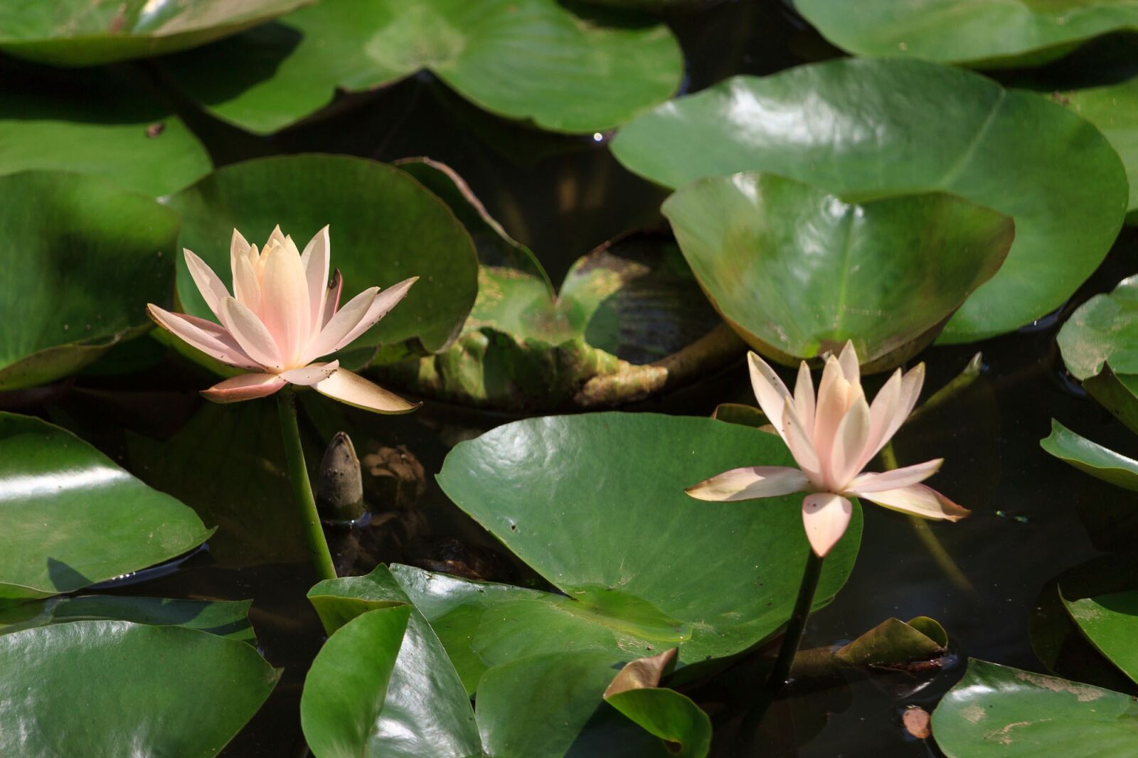 Canon EF-S 55-250mm F4-5.6 IS STM sample photo. Qiangling shan park, the photography