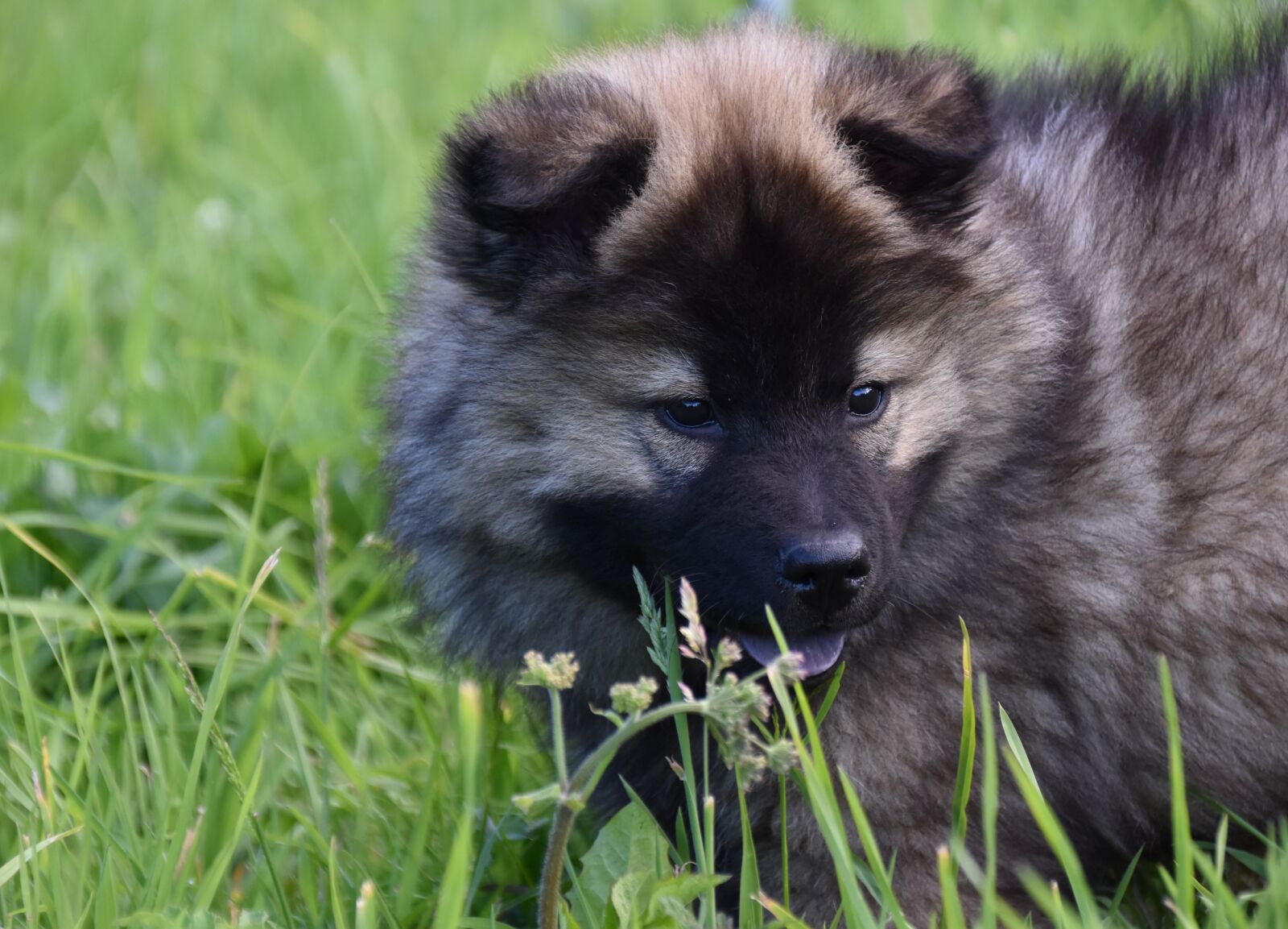 Nikon D5600 sample photo. Dog, puppy, pup photography