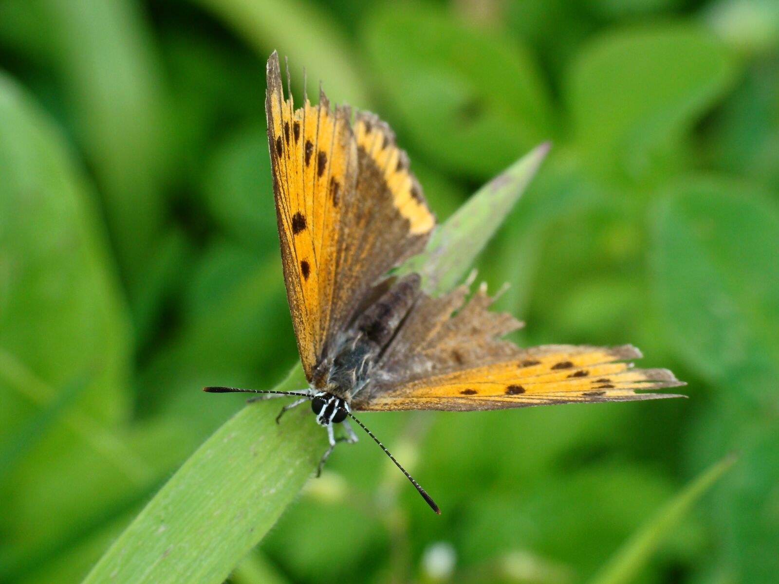 Sony DSC-H3 sample photo. Copper czerwo czyk, butterfly photography