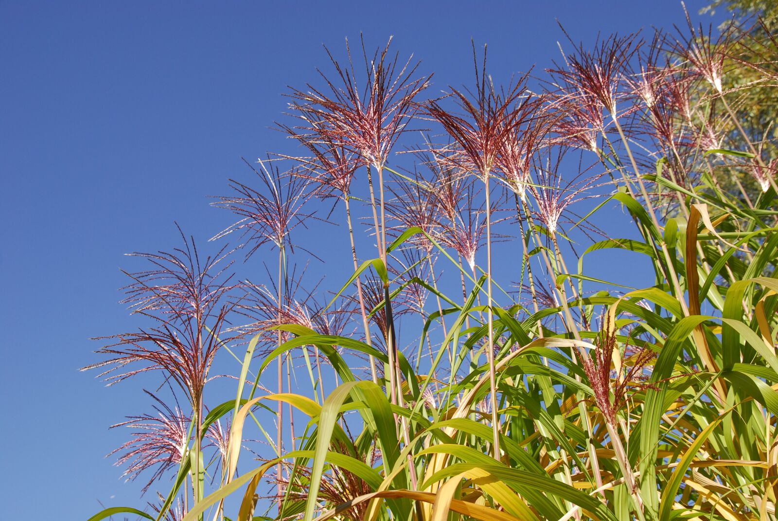Nikon D200 sample photo. Reed, flowers, nature photography