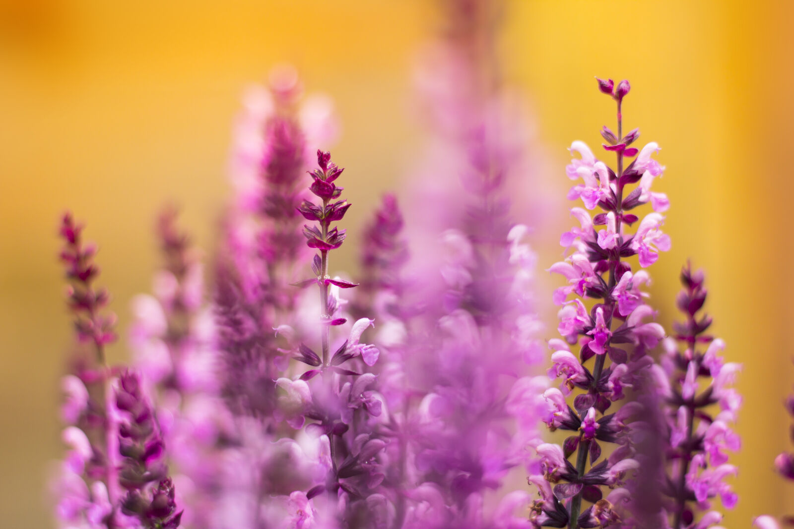Canon EOS 60D sample photo. Flowers, plant, lavender, violet photography