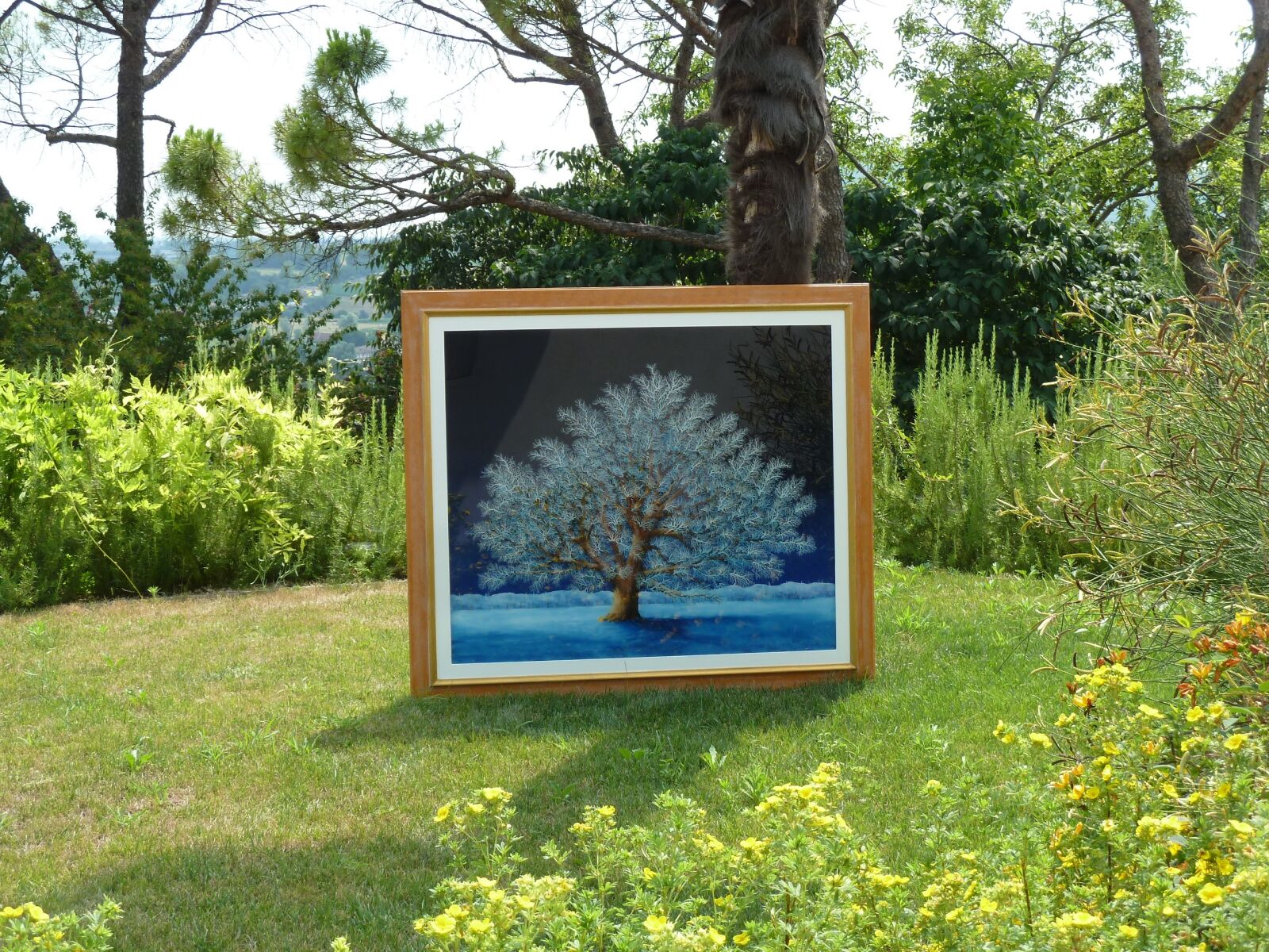 Panasonic Lumix DMC-ZS7 (Lumix DMC-TZ10) sample photo. Oak blue, carlo busellato photography